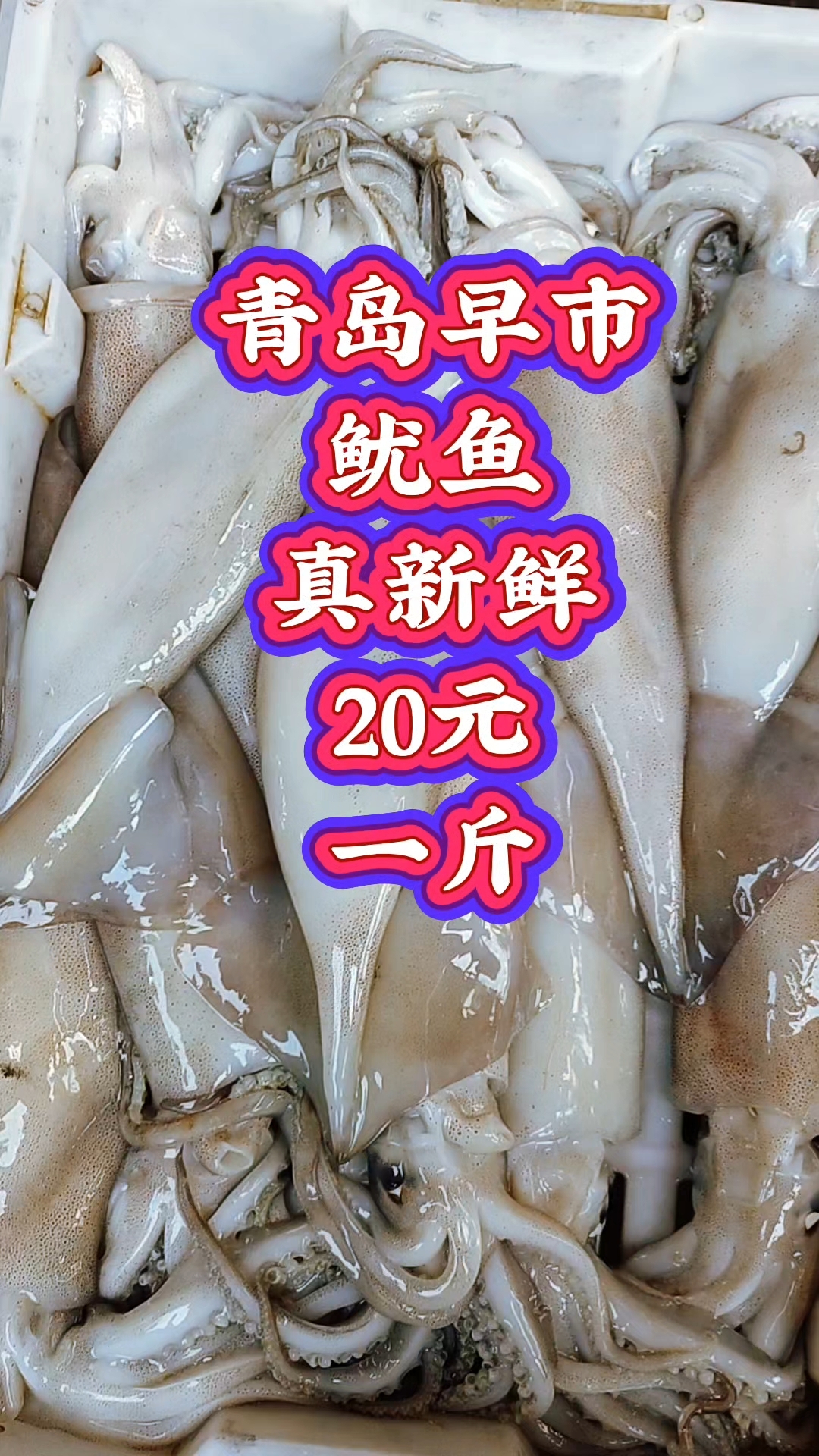 青岛早市,鱿鱼真新鲜,20元一斤