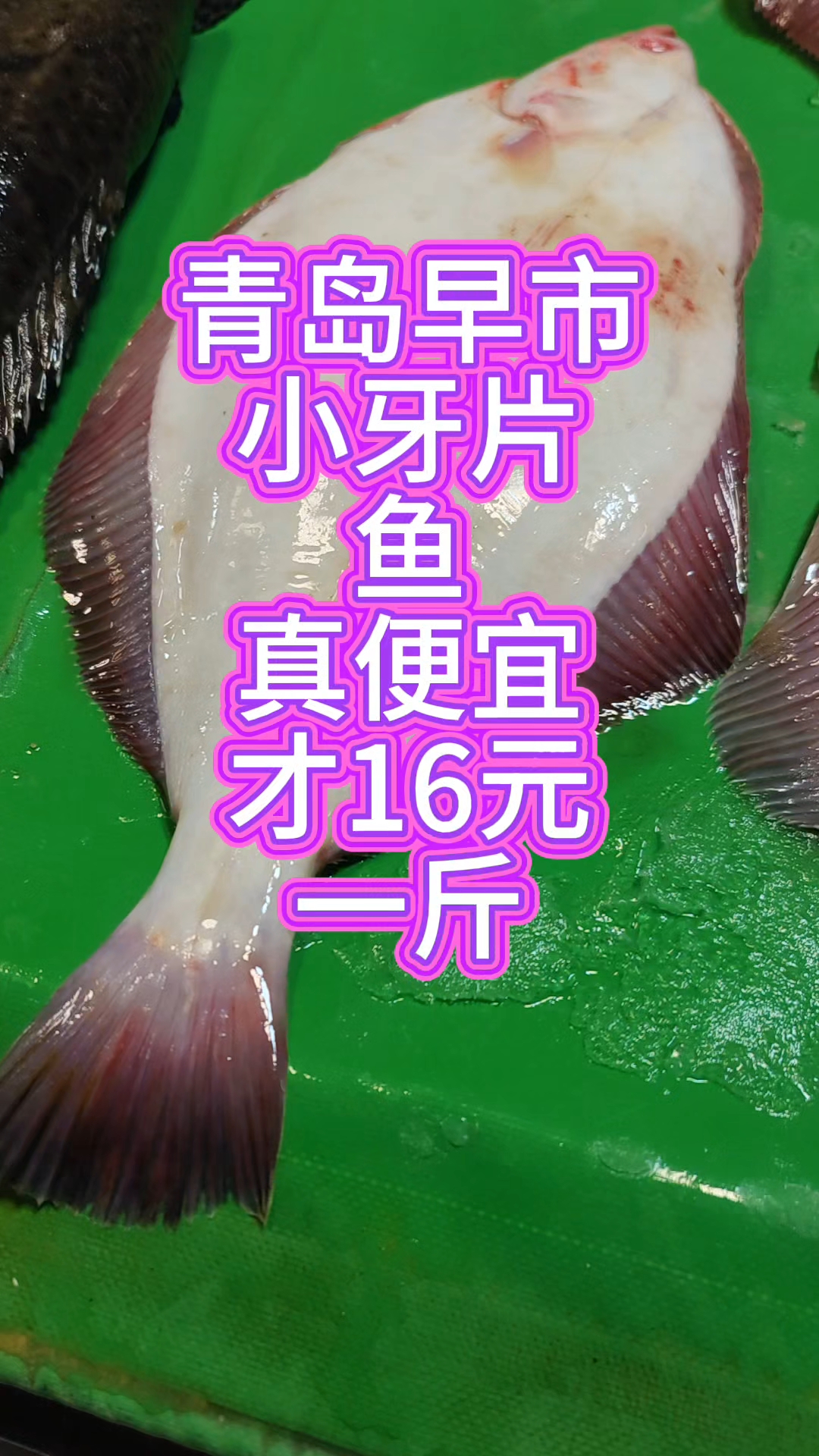 青岛早市,小牙片鱼真便宜,才16元一斤