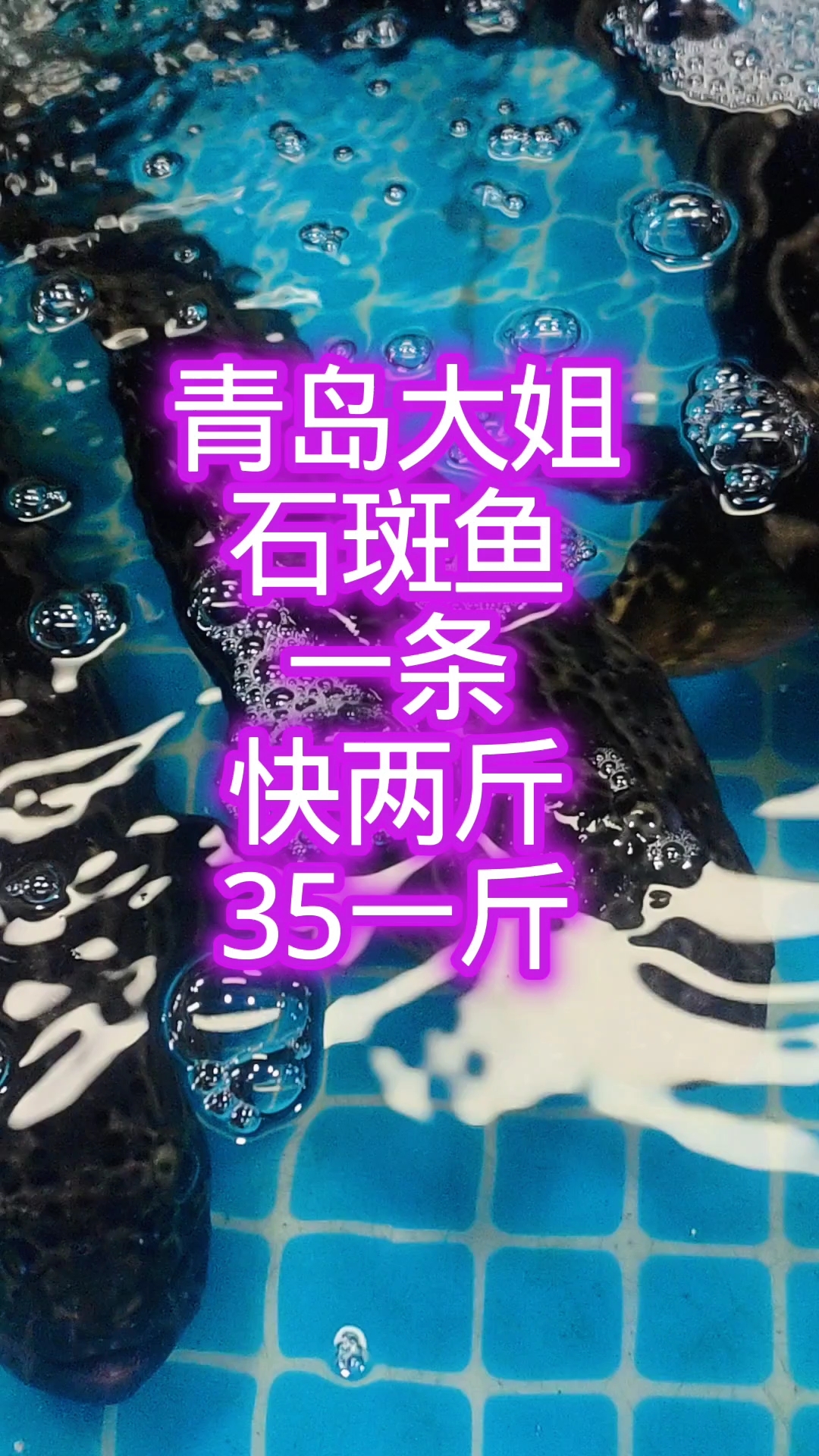 青岛大姐,大石斑鱼,35元一斤,一条得两斤左右