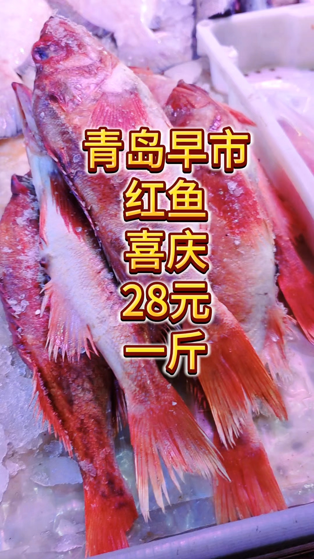 青岛早市，红鱼喜气洋洋，28元一斤