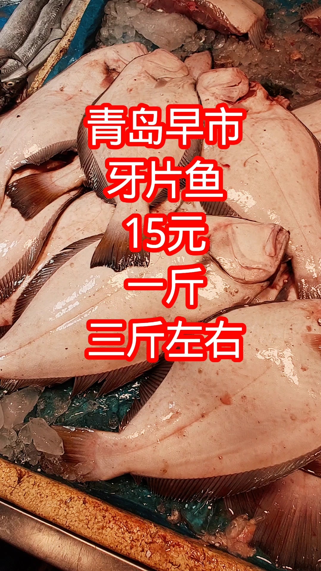 青岛早市,新鲜的牙片鱼,15元一斤,一条三斤左右