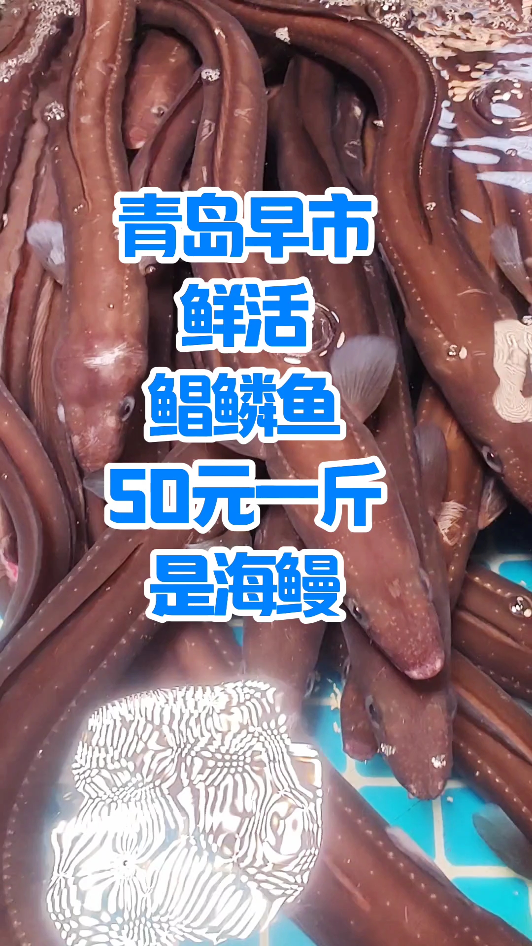 青岛早市,鲜活鳗鳞鱼,50元一斤,是海鳗