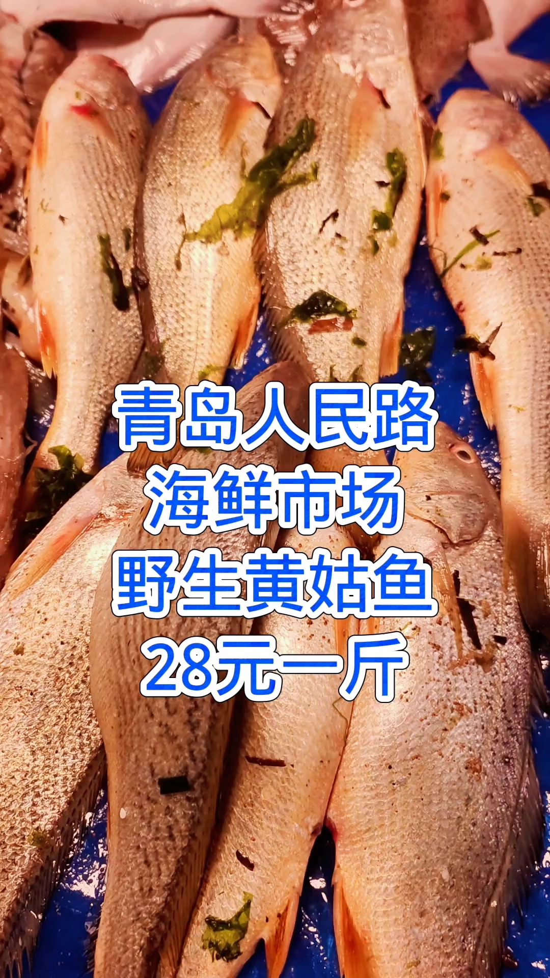 青岛人民路海鲜市场,野生黄姑鱼,28元一斤