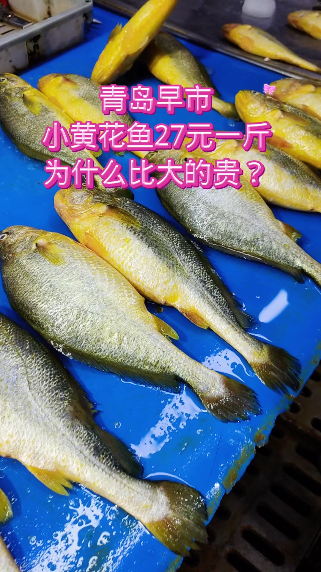 青岛早市,小黄花鱼27元一斤,为什么比大黄花鱼贵不少?