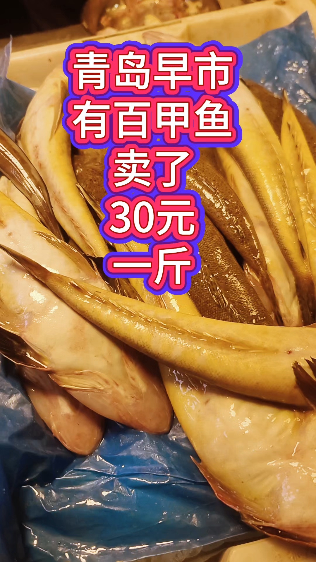 青岛早市,百甲鱼(辫子鱼)上市,个头不小,30元一斤