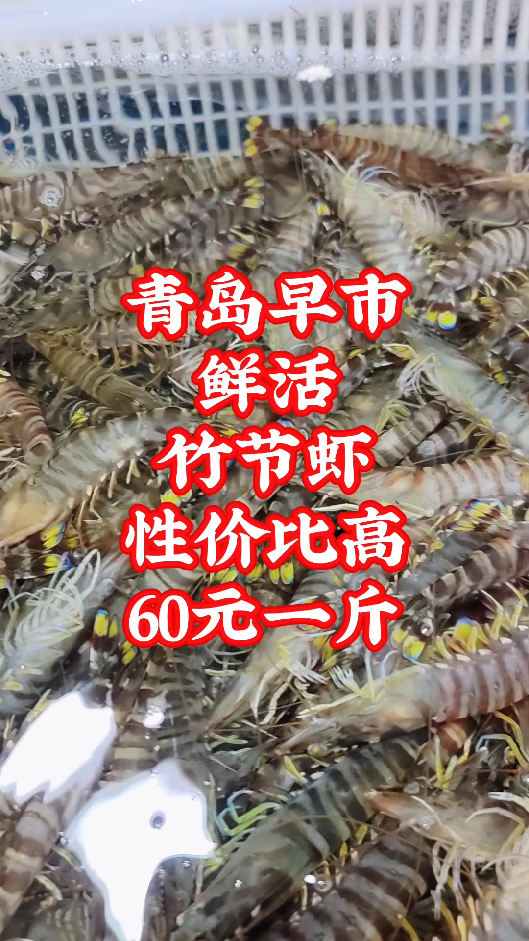 青岛早市,鲜活竹节虾,性价比高,60元一斤