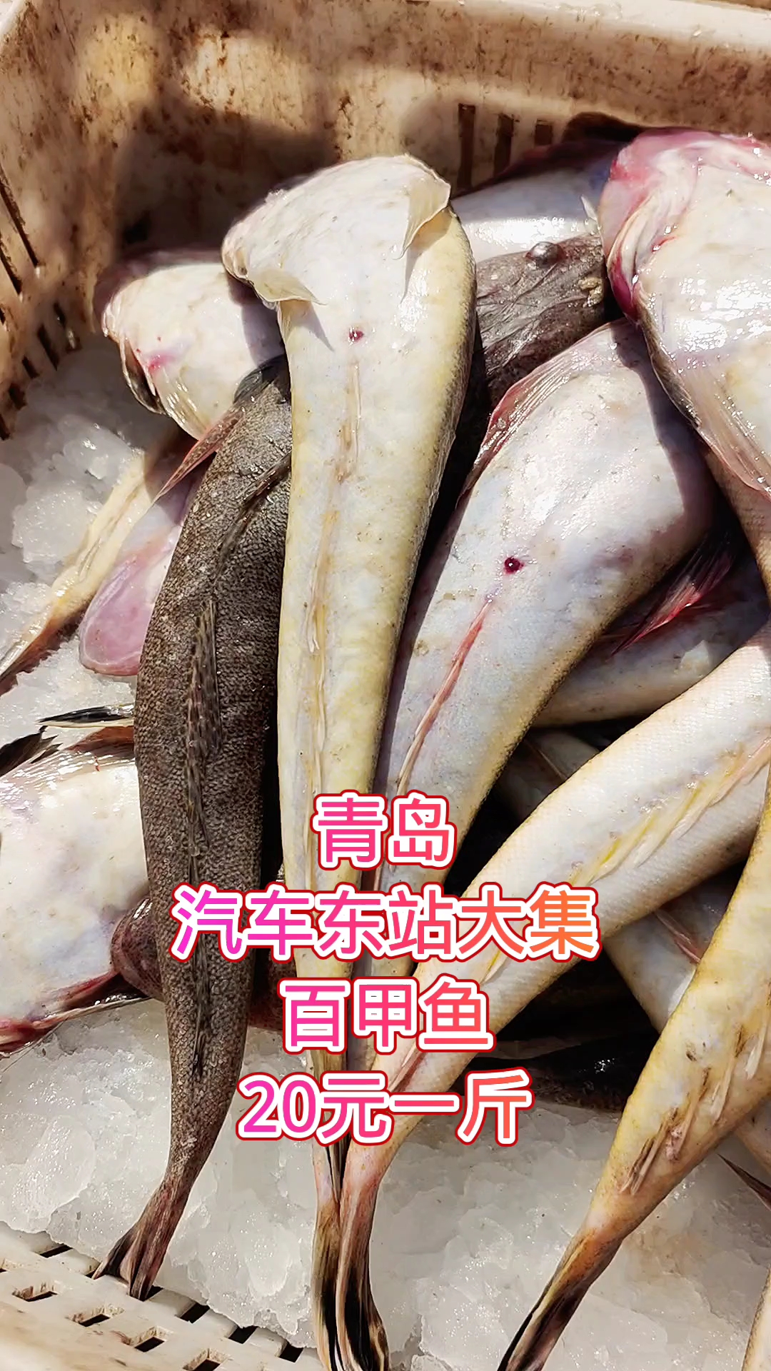 青岛汽车东站大集,百甲鱼20元一斤