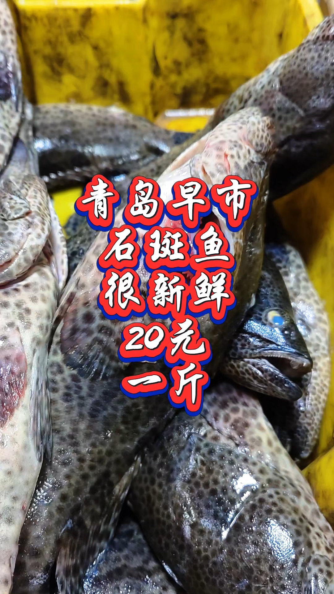 青岛早市,石斑鱼真新鲜还便宜,才20元一斤