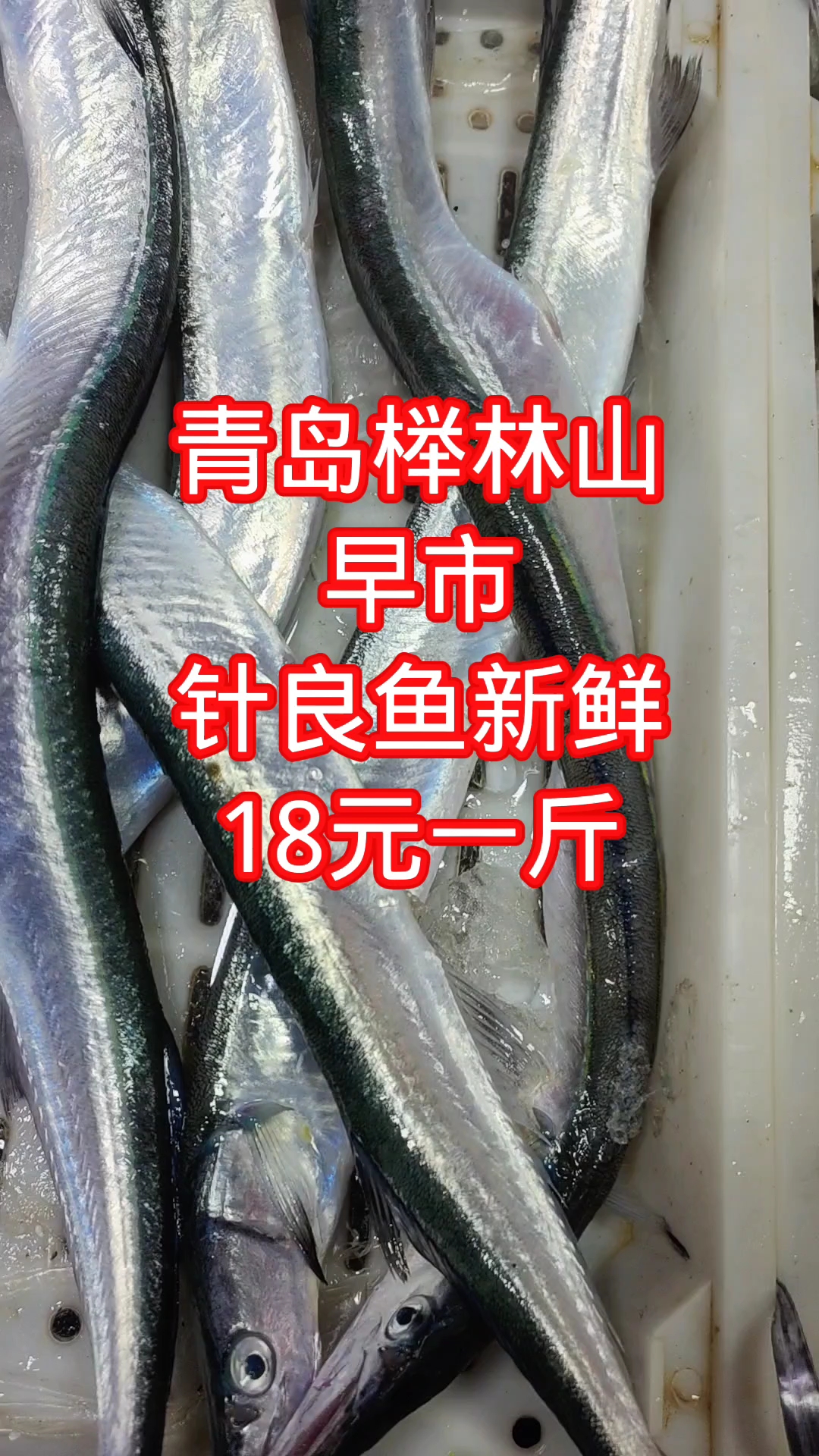 青岛榉林山早市,新鲜的针良鱼,18元一斤