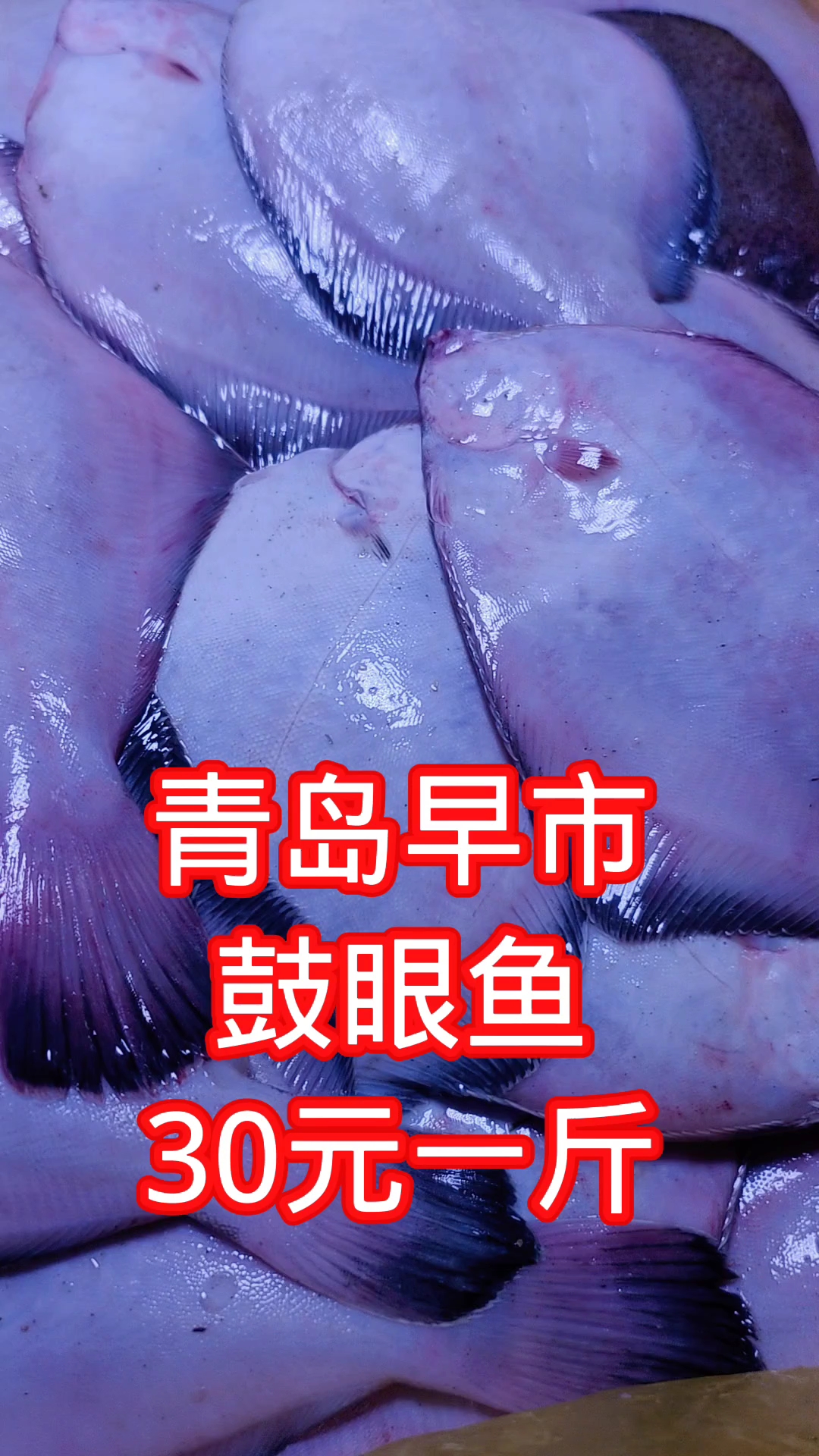 青岛早市,新鲜的鼓眼鱼,30元一斤