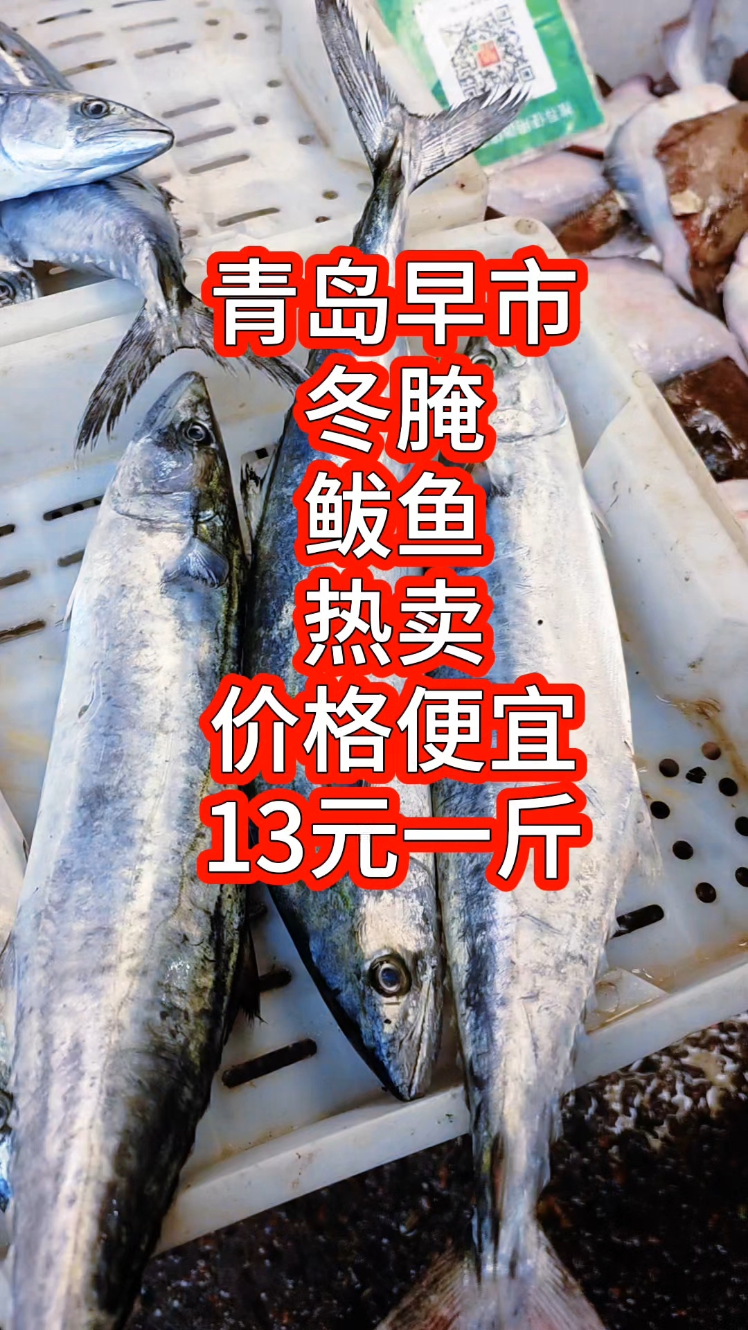 青岛早市,冬腌鲅鱼促热卖,价格便宜,13元一斤