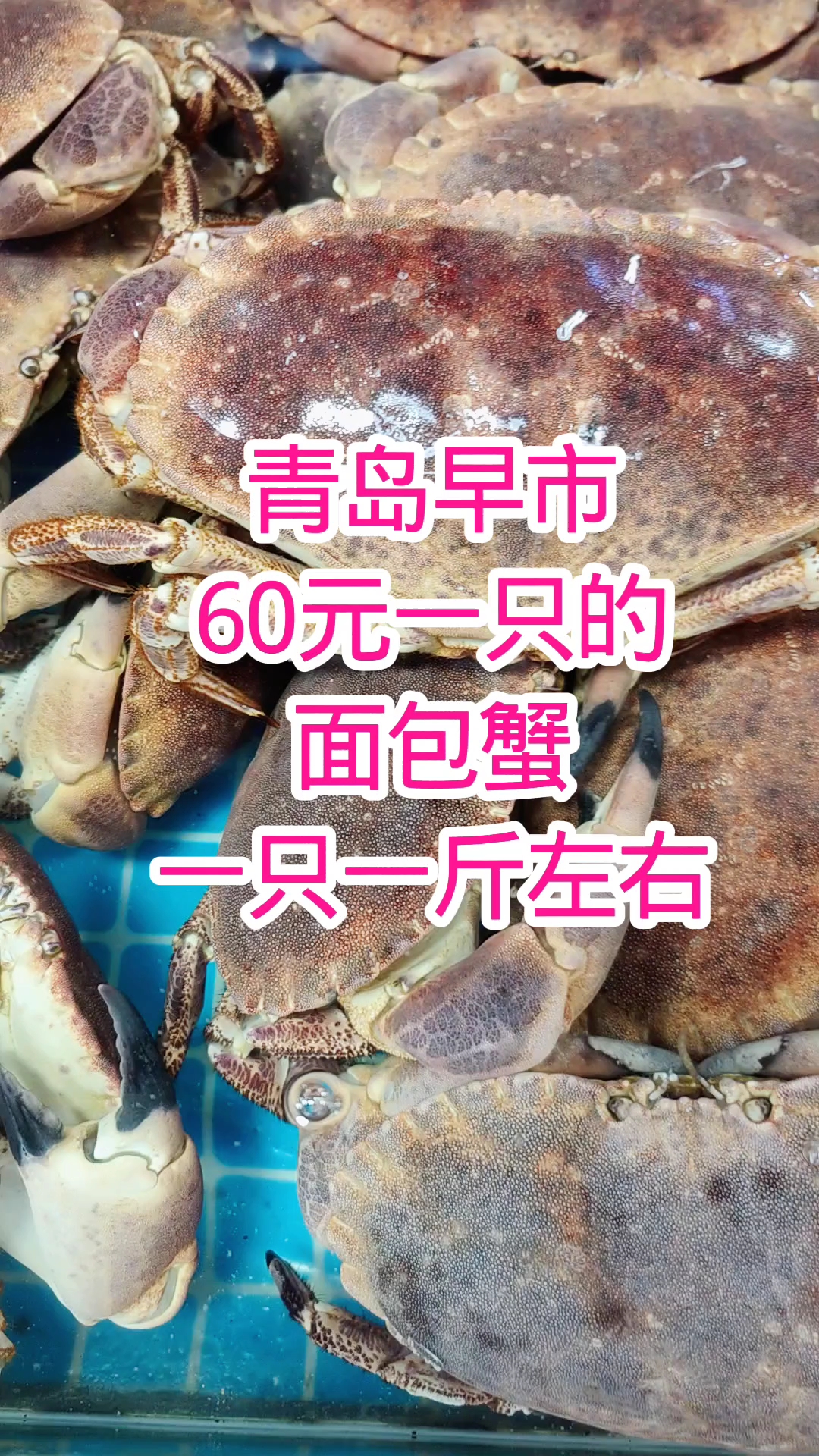 青岛早市,面包蟹60元一只,一只一斤左右