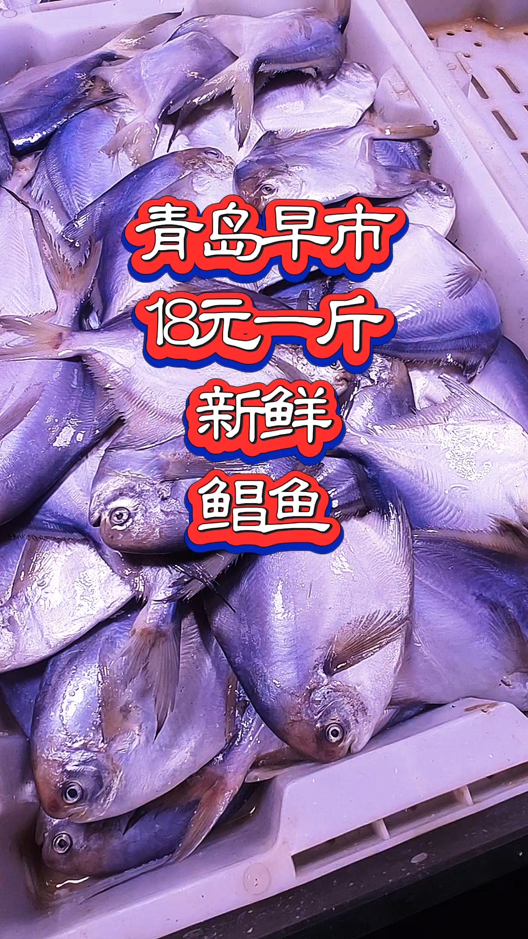 青岛早市,18元一斤的新鲜鲳鱼,一斤四五条