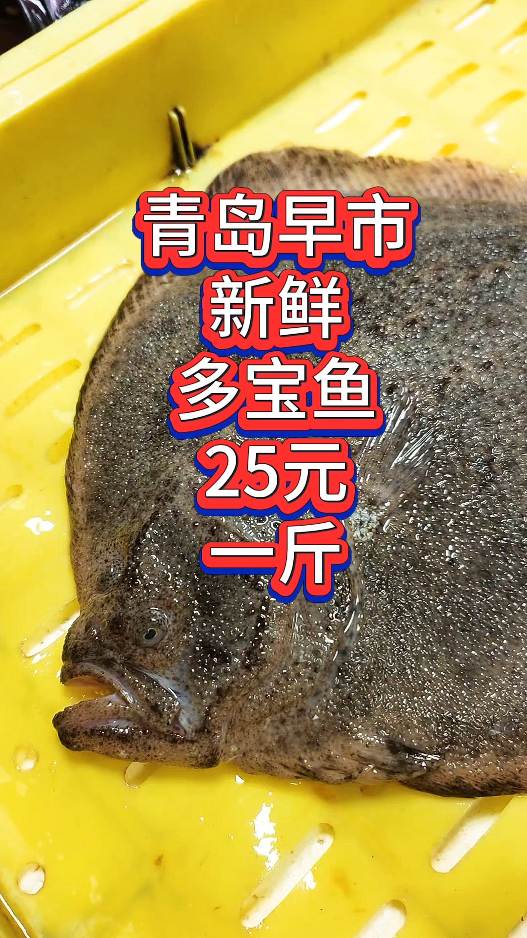 青岛早市,新鲜多宝鱼,25元一斤
