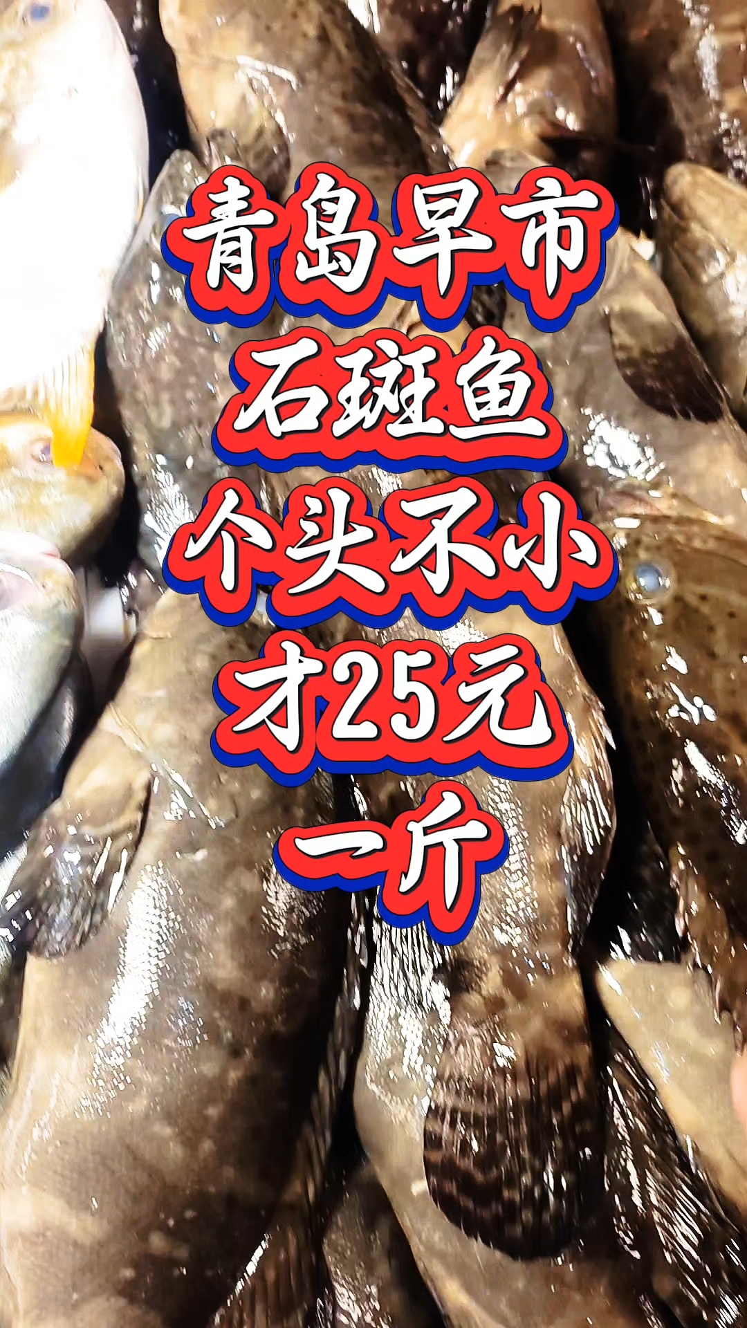 青岛早市,石斑鱼个头不小,才25元一斤