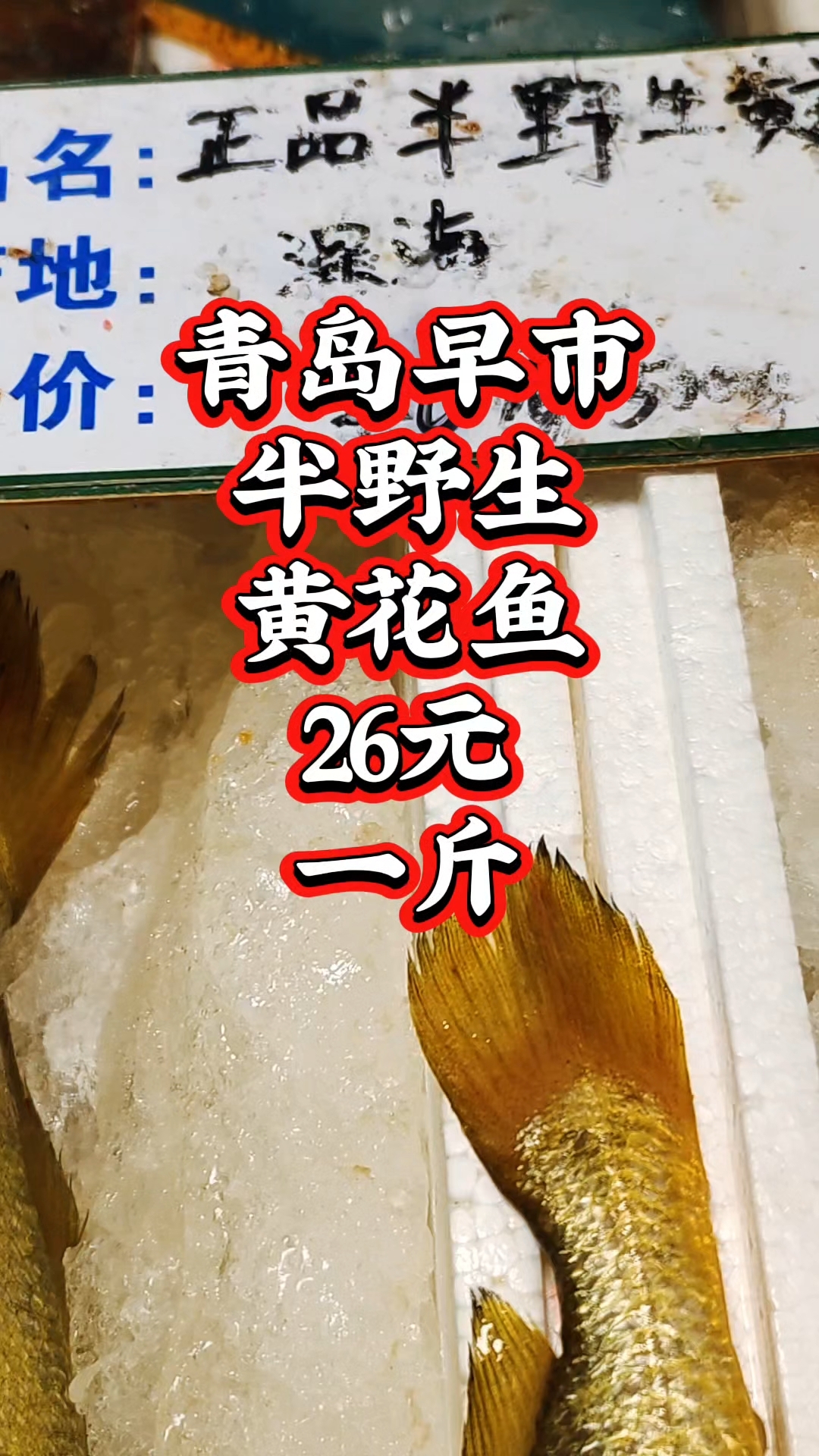 青岛早市,半野生黄花鱼,26元一斤