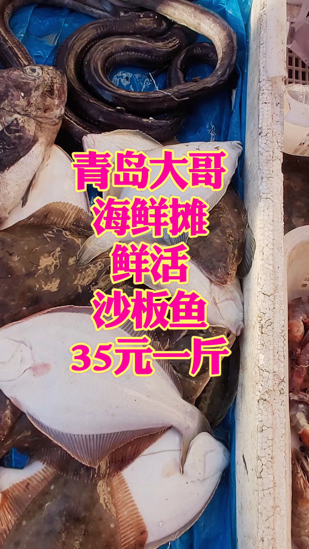 青岛大哥海鲜摊,鲜活的沙板鱼,35元一斤