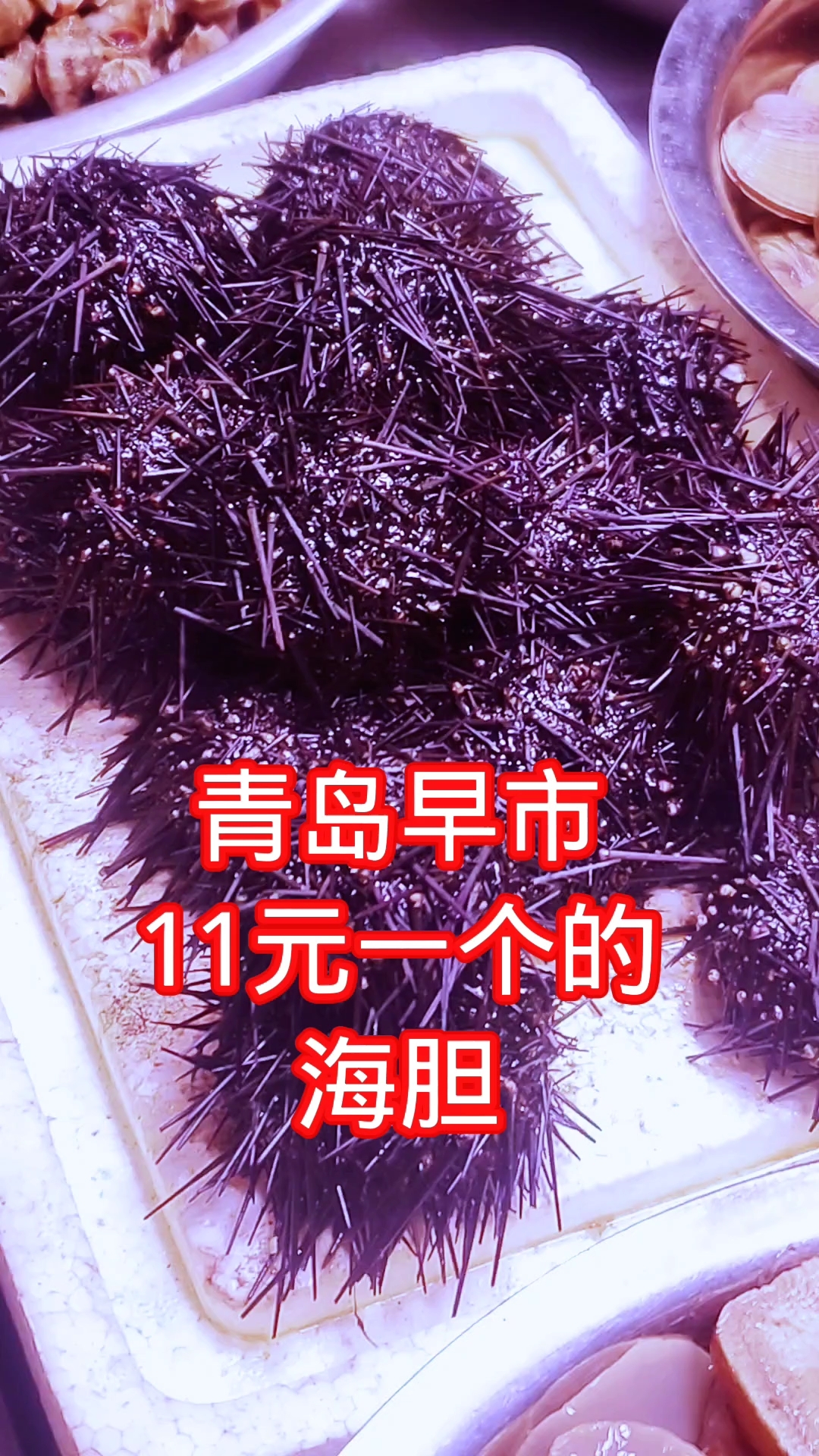 青岛早市,11元一个的海胆,一般是蒸蛋吃
