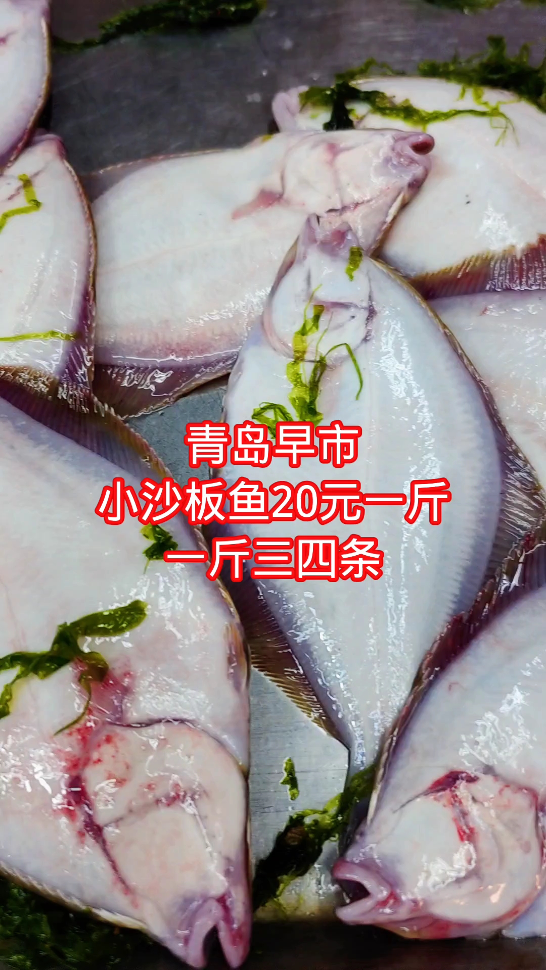 青岛早市,小沙板鱼,20元一斤,一斤三四条