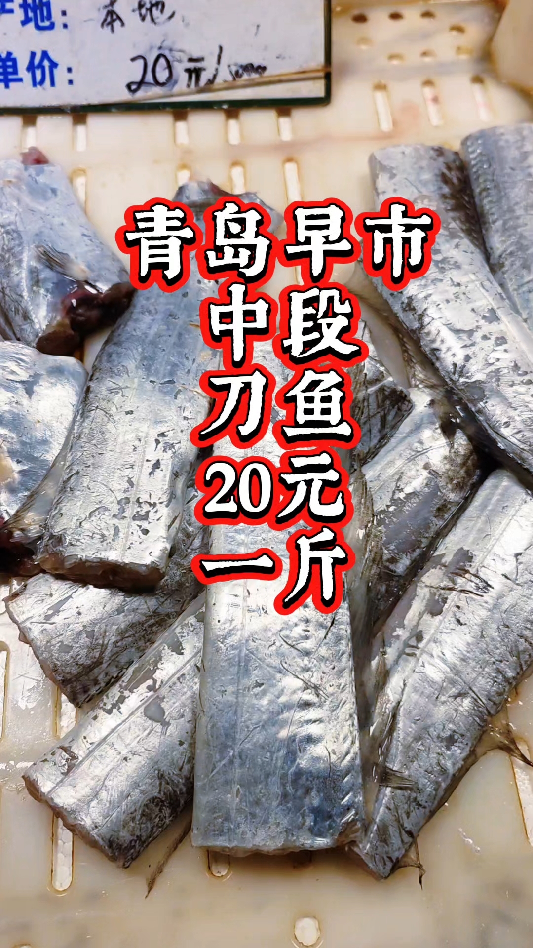 青岛早市,新鲜的中段刀鱼,20元一斤
