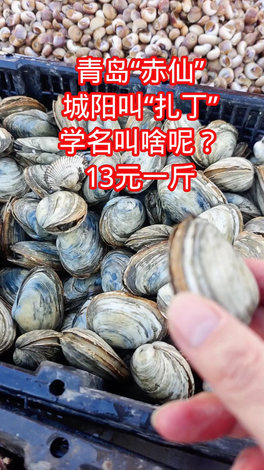 青岛“赤仙”,城阳叫“扎丁”,学名叫啥?13元一斤