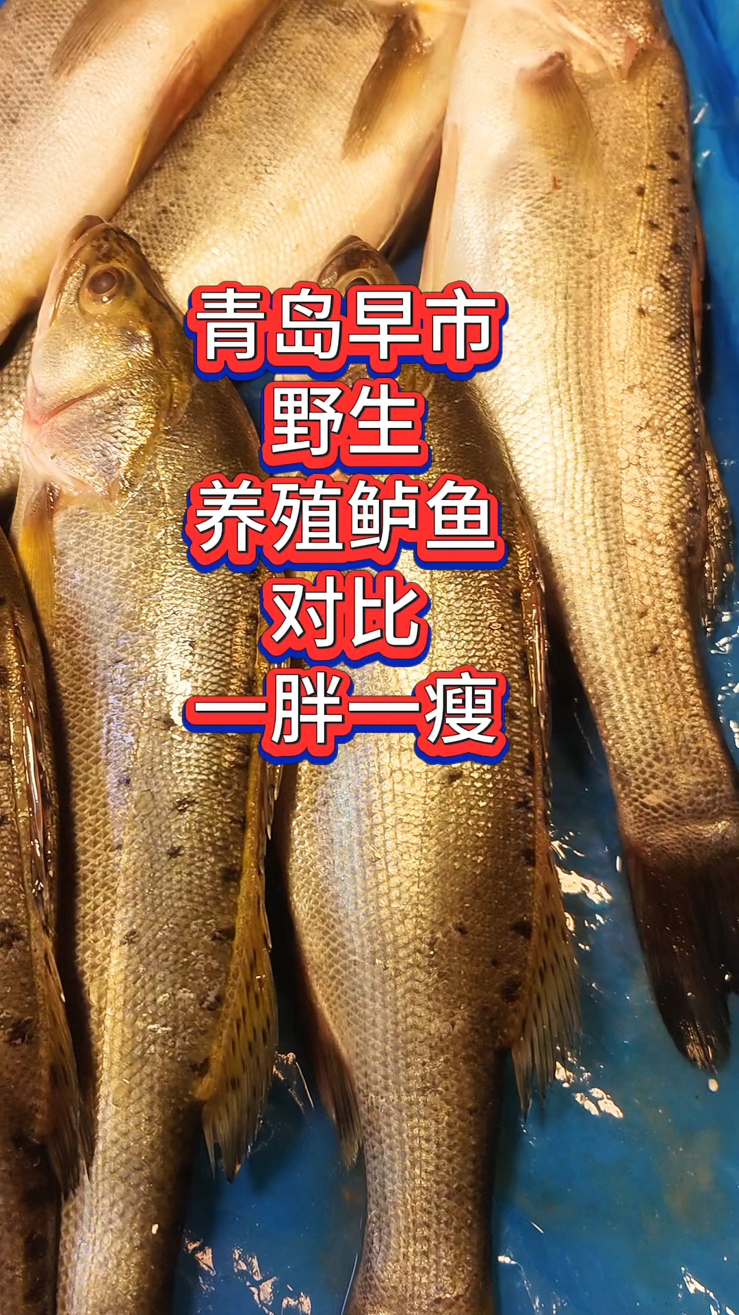 青岛早市,野生和养殖鲈鱼对比,一胖一瘦,18和26元一斤