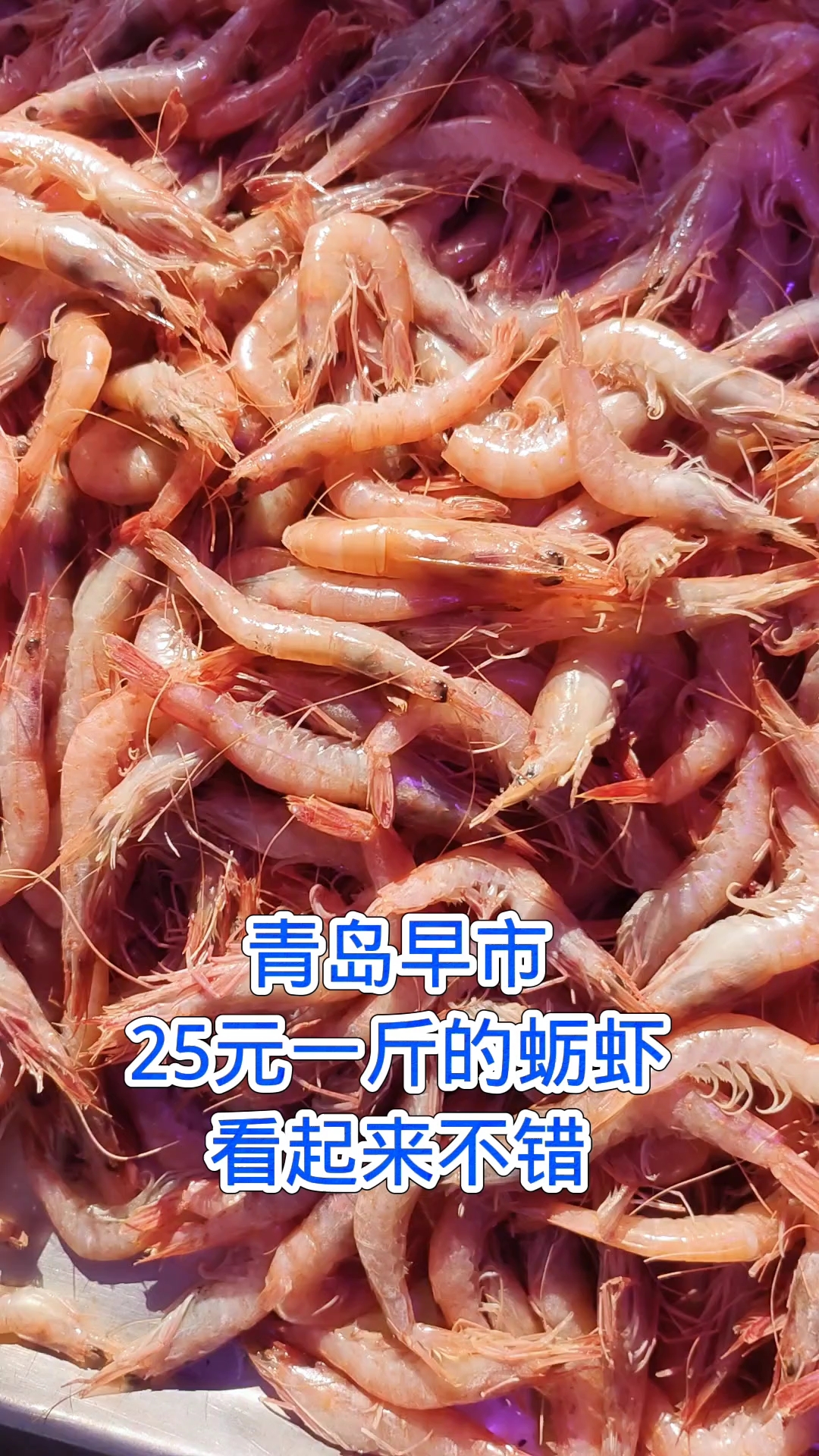 青岛早市,25元一斤的蛎虾,看起来不错