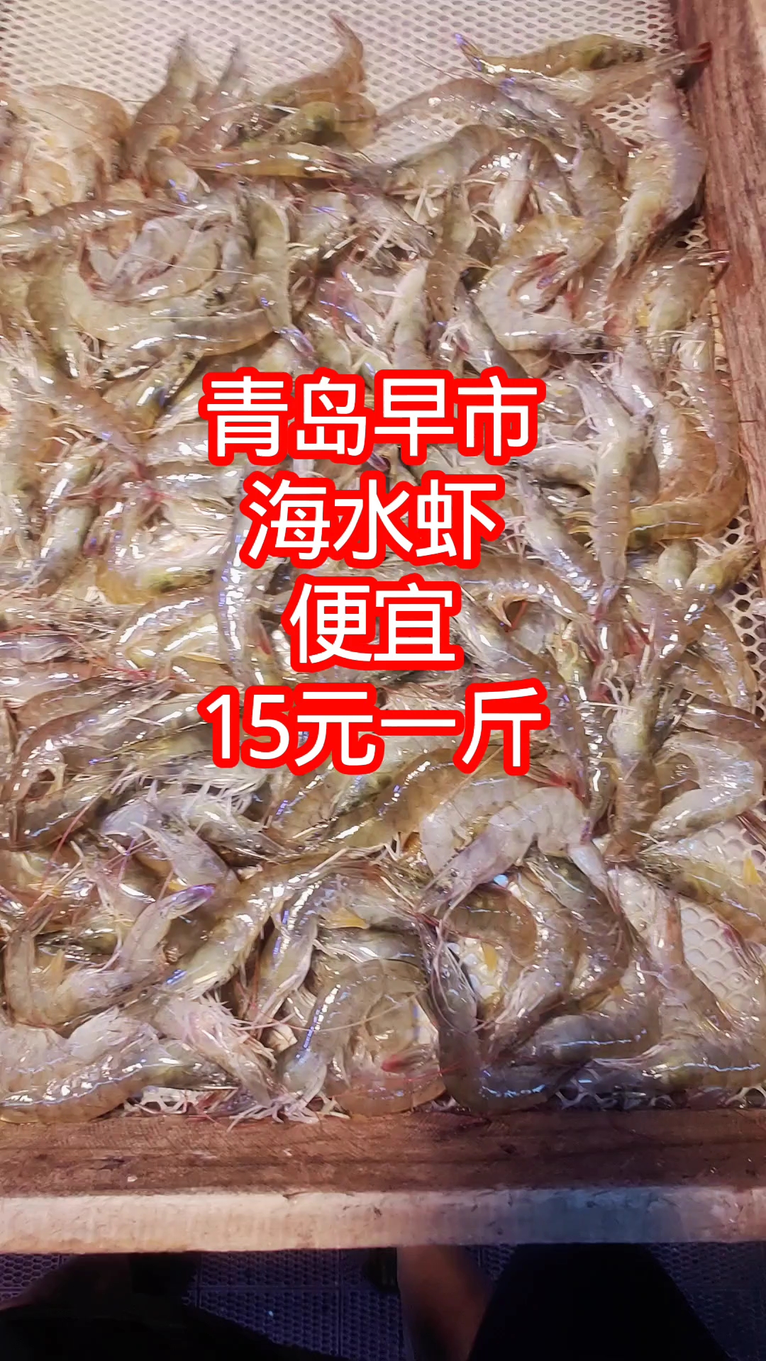 青岛早市,鲜活海水虾,价格便宜,15元一斤