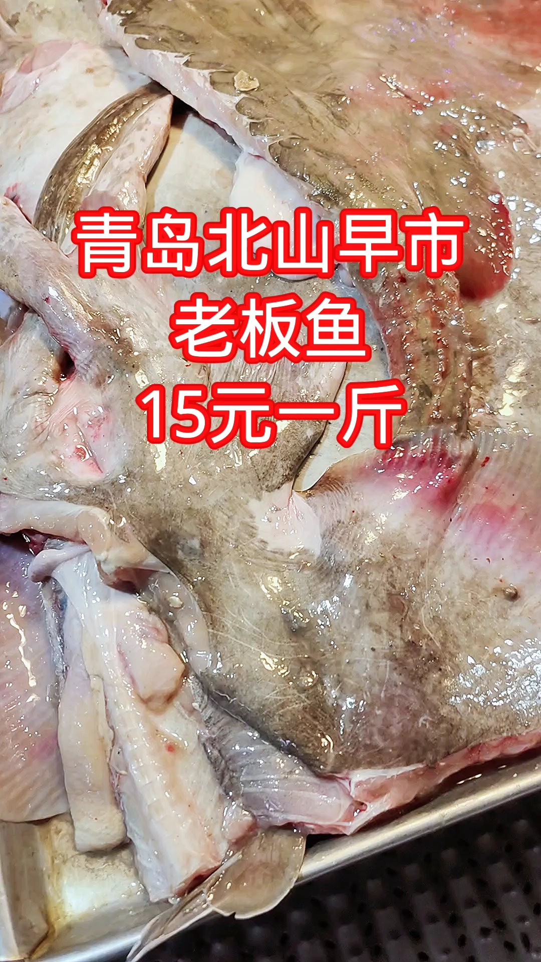 青岛北山早市,近20斤的老板鱼,15元一斤