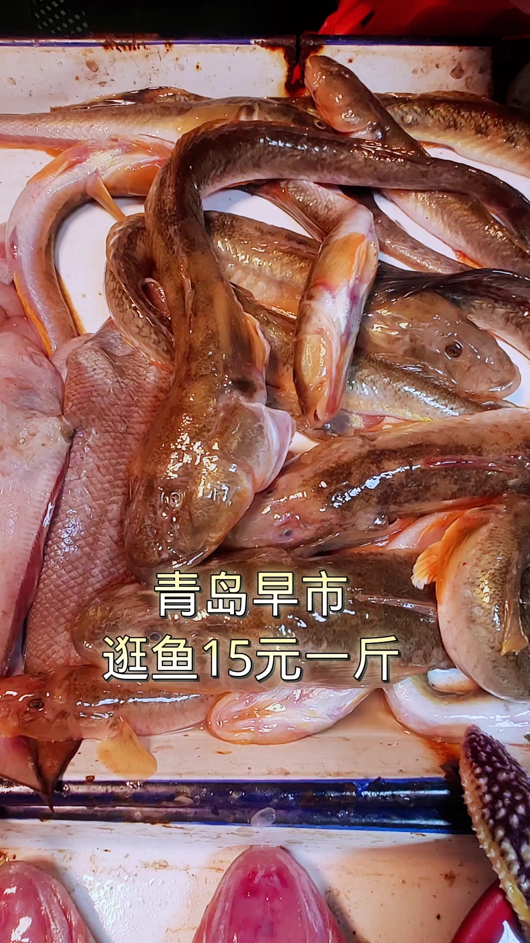 青岛早市,鲜活的逛鱼15元一斤,肉质还是不错的