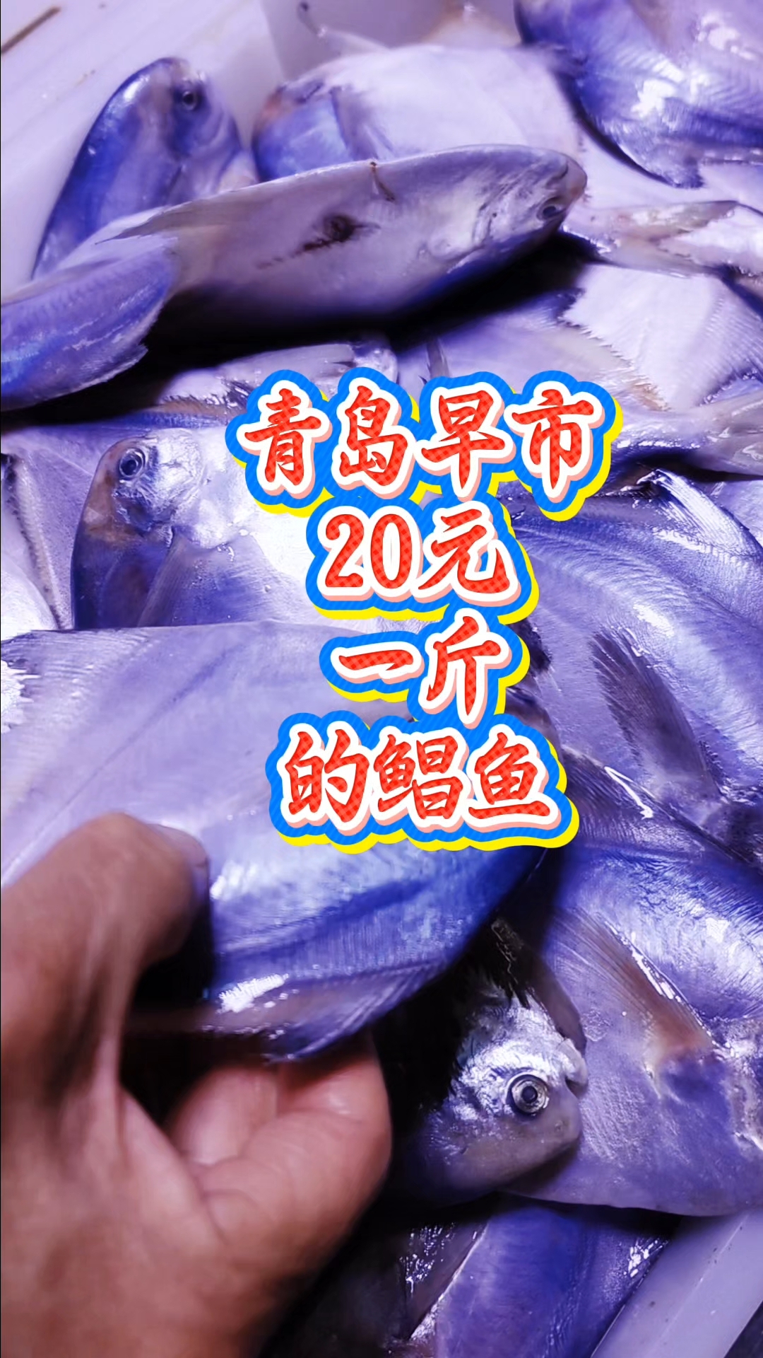 青岛早市,20元一斤的鲳鱼,很新鲜