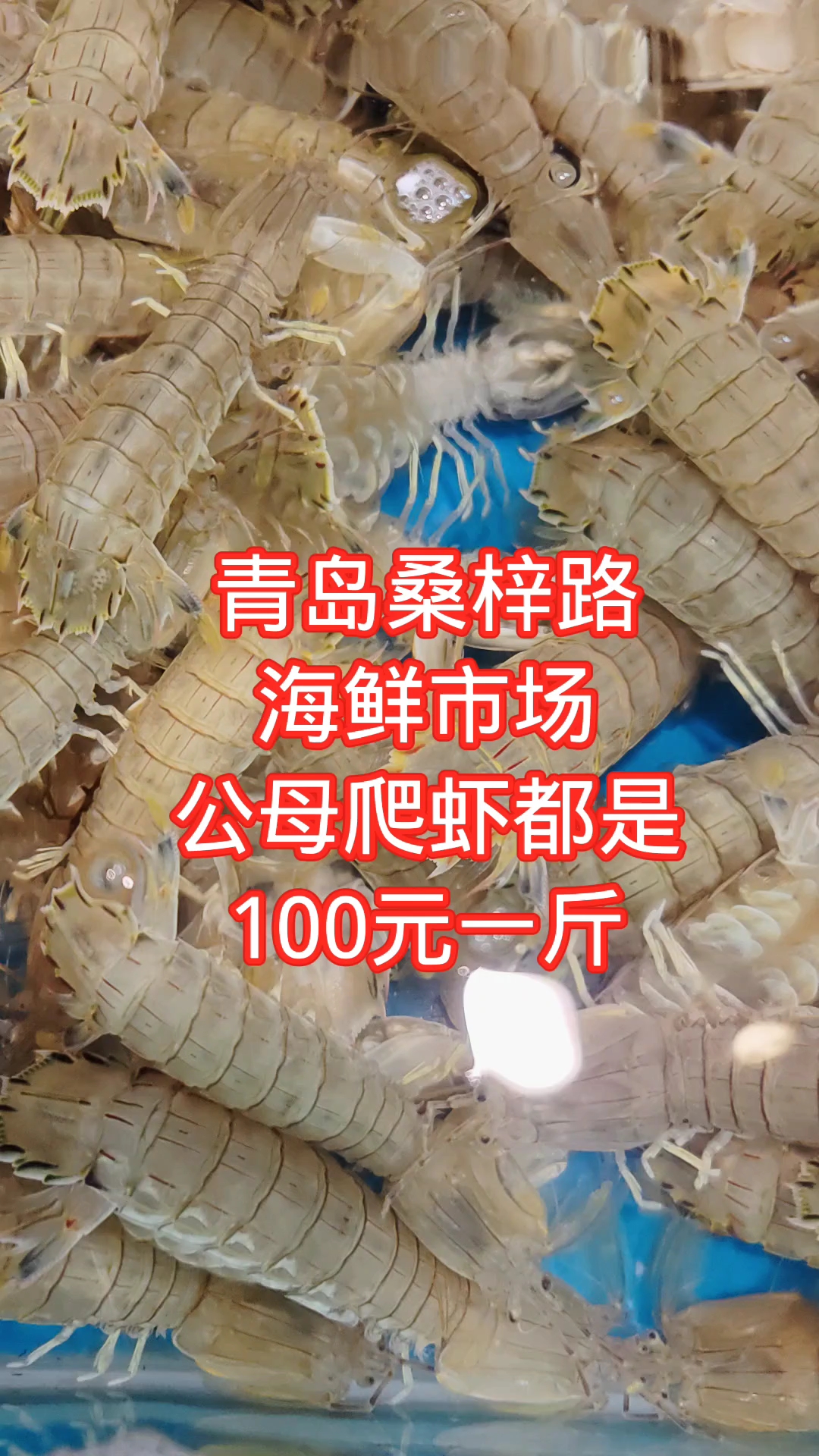 青岛桑梓路海鲜市场,公母活爬虾,都是100元一斤