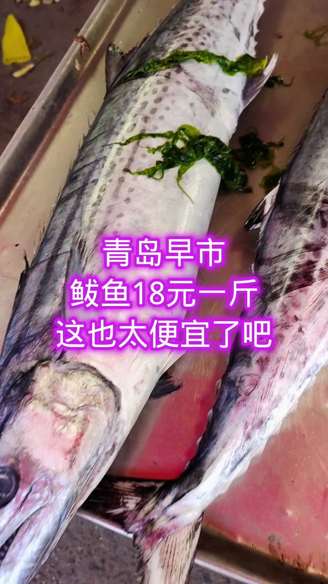 青岛早市,鲅鱼18元一斤,这也太便宜了吧