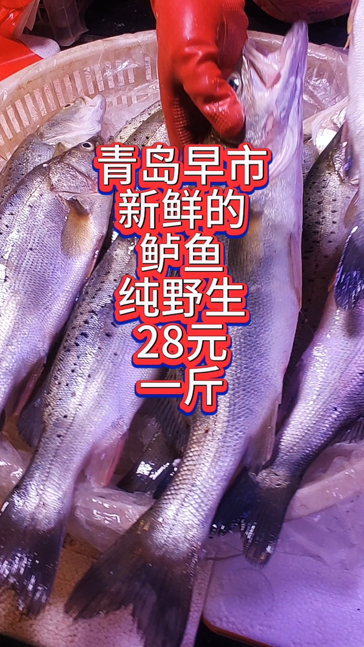 青岛早市，摊主称，这是纯野生鲈鱼，28元一斤