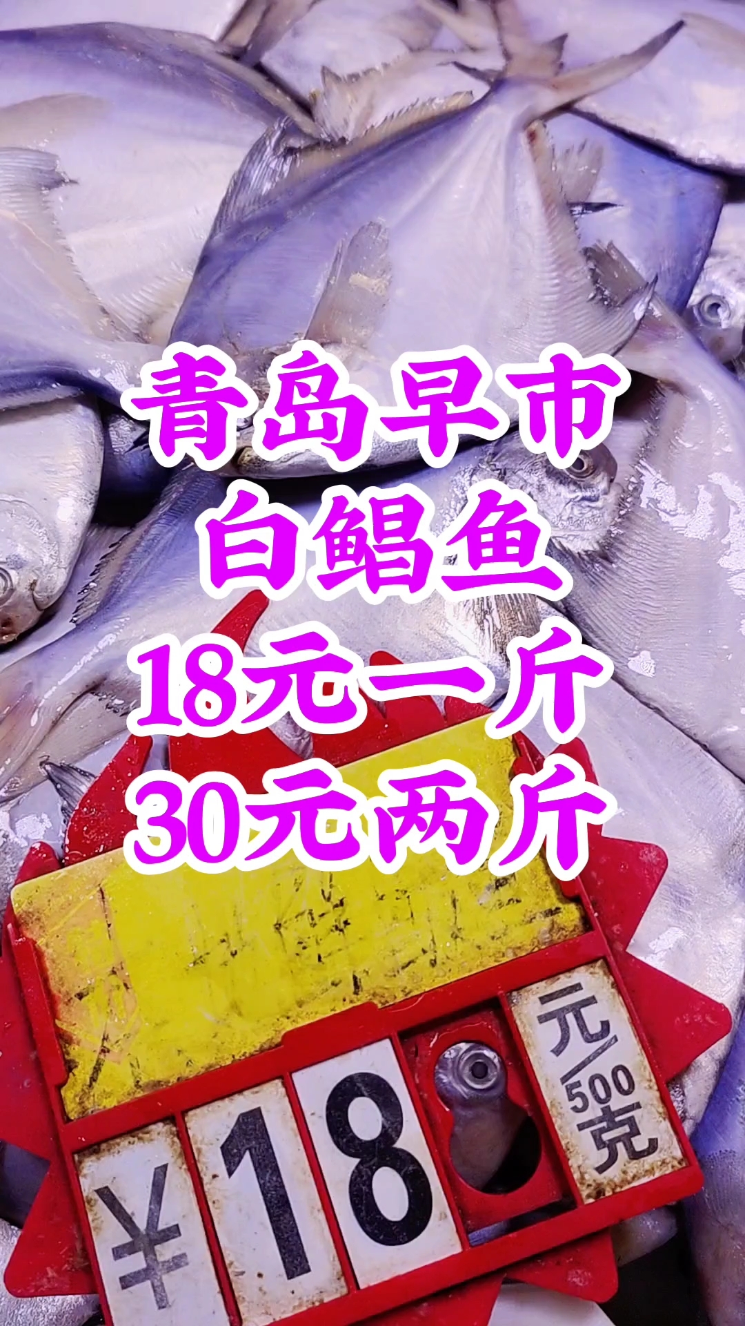 青岛早市,白鲳鱼18元一斤,30元两斤