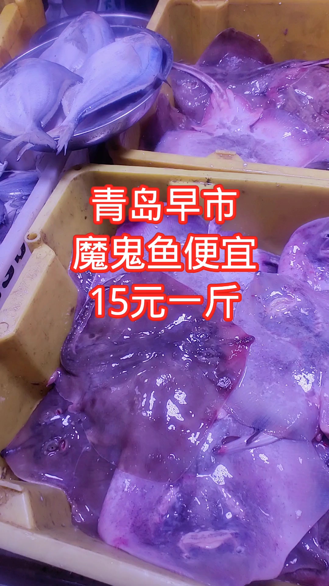 青岛早市,魔鬼鱼便宜,15元一斤