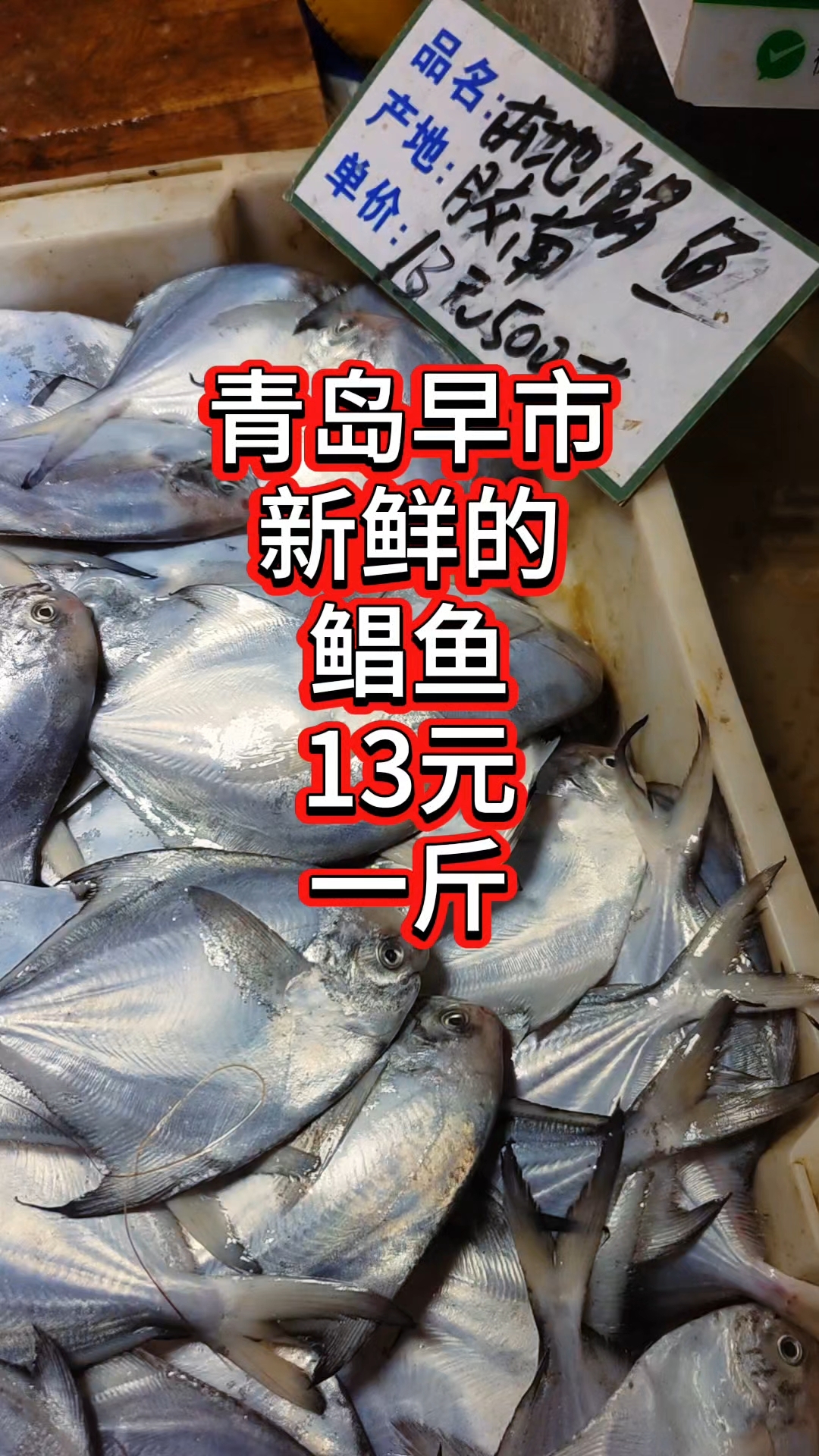 青岛早市,新鲜的鲳鱼,13元一斤
