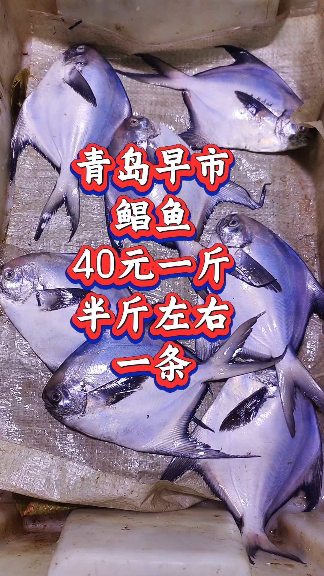 青岛早市,鲳鱼品相好,40元1斤,半斤左右一条