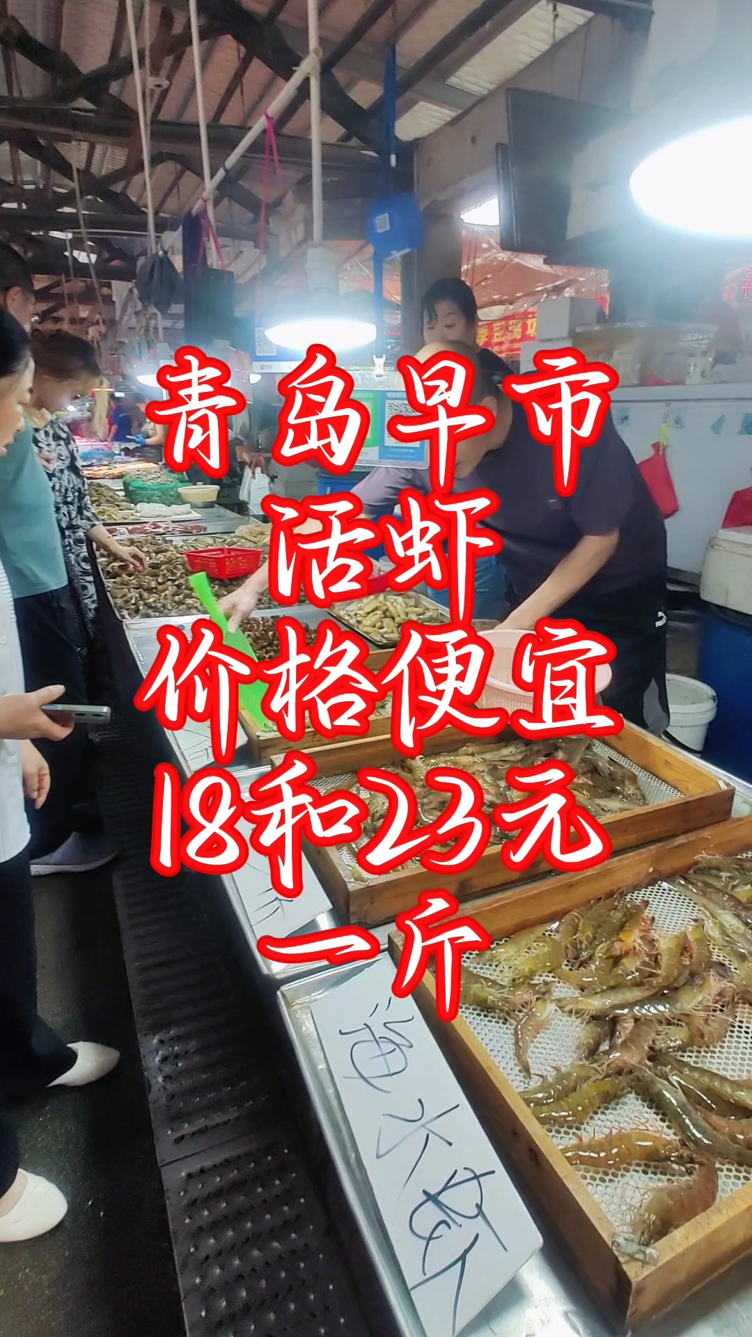 青岛早市,活虾价格便宜,18元和23元一斤