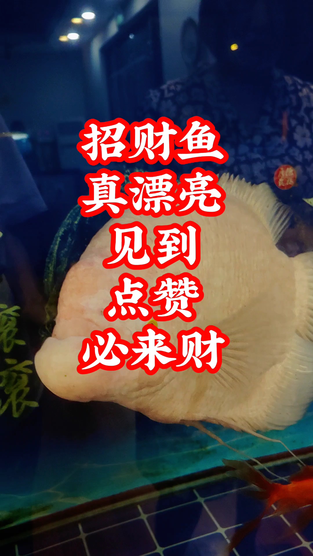 招财鱼,真漂亮!见到点赞必来财,财源滚滚来