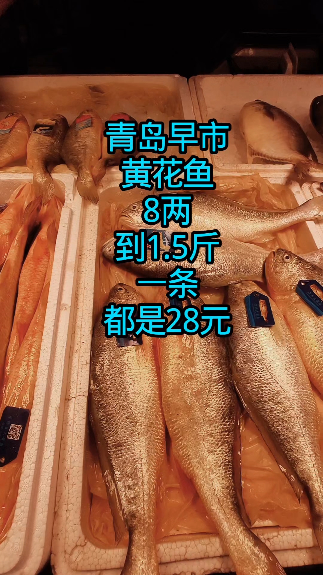 青岛早市,黄花鱼8两至1.5一斤,都是28元一斤
