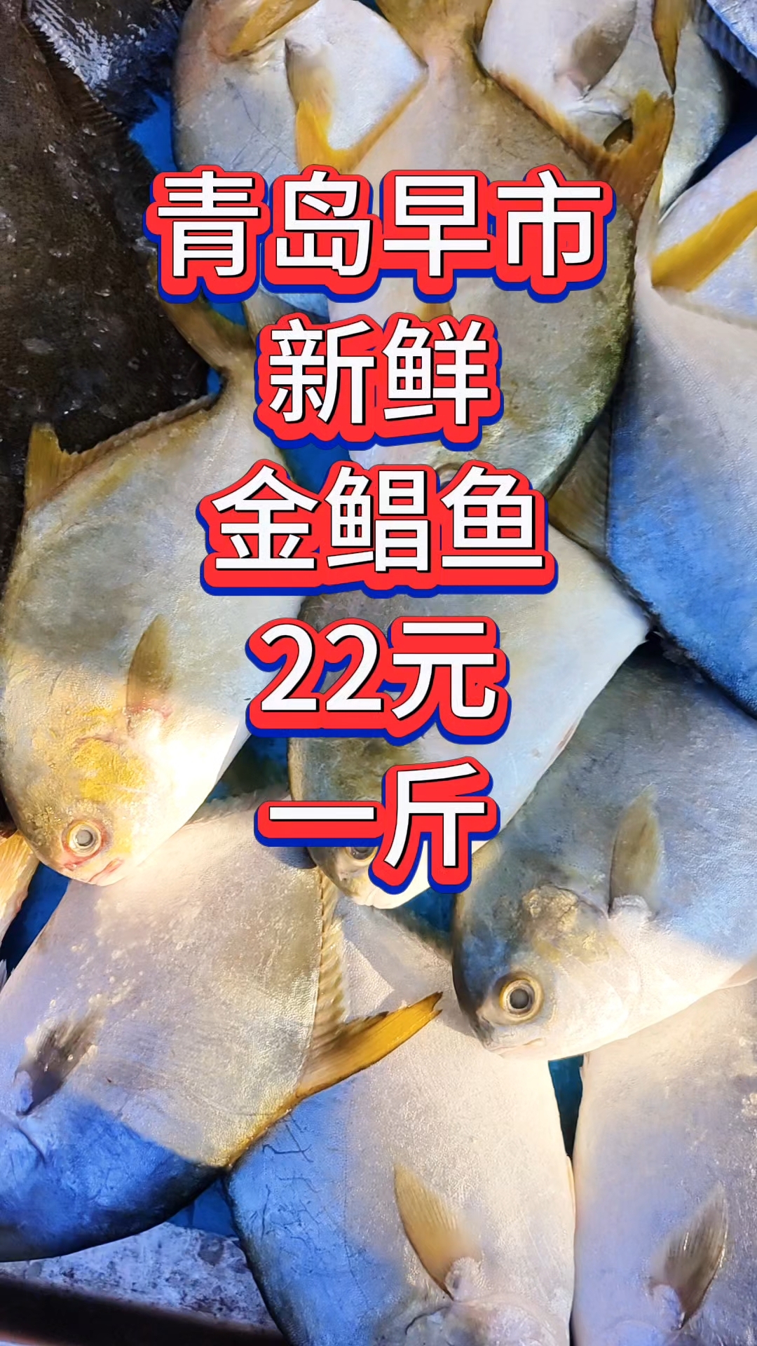 青岛早市,新鲜金鲳鱼22元一斤,价格不升反降
