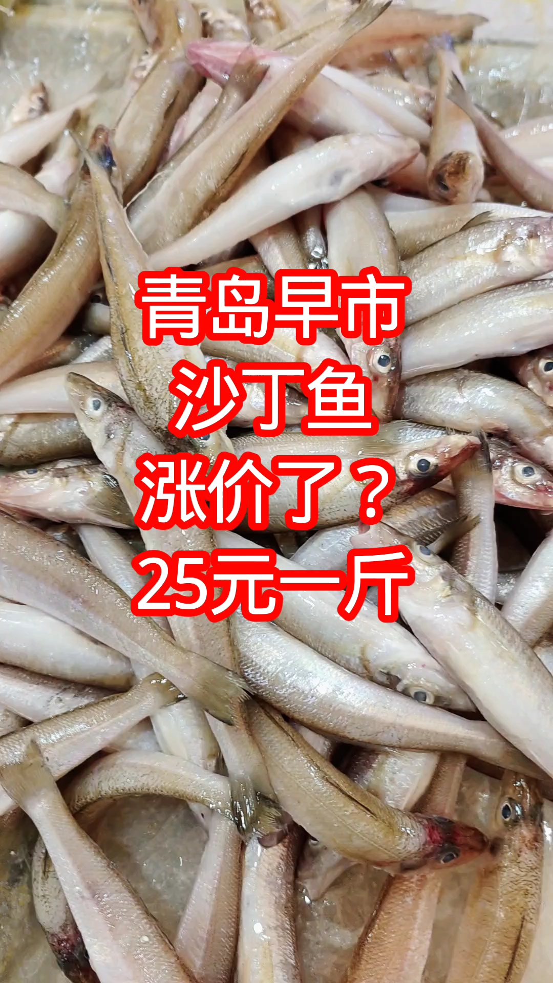 青岛早市，沙丁鱼这是涨价了吗？25元一斤