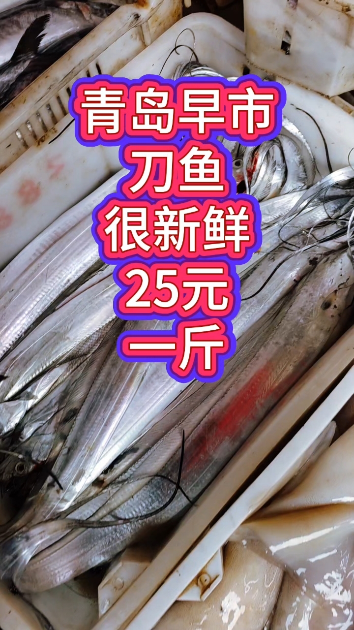 青岛早市,刀鱼很新鲜,25元一斤