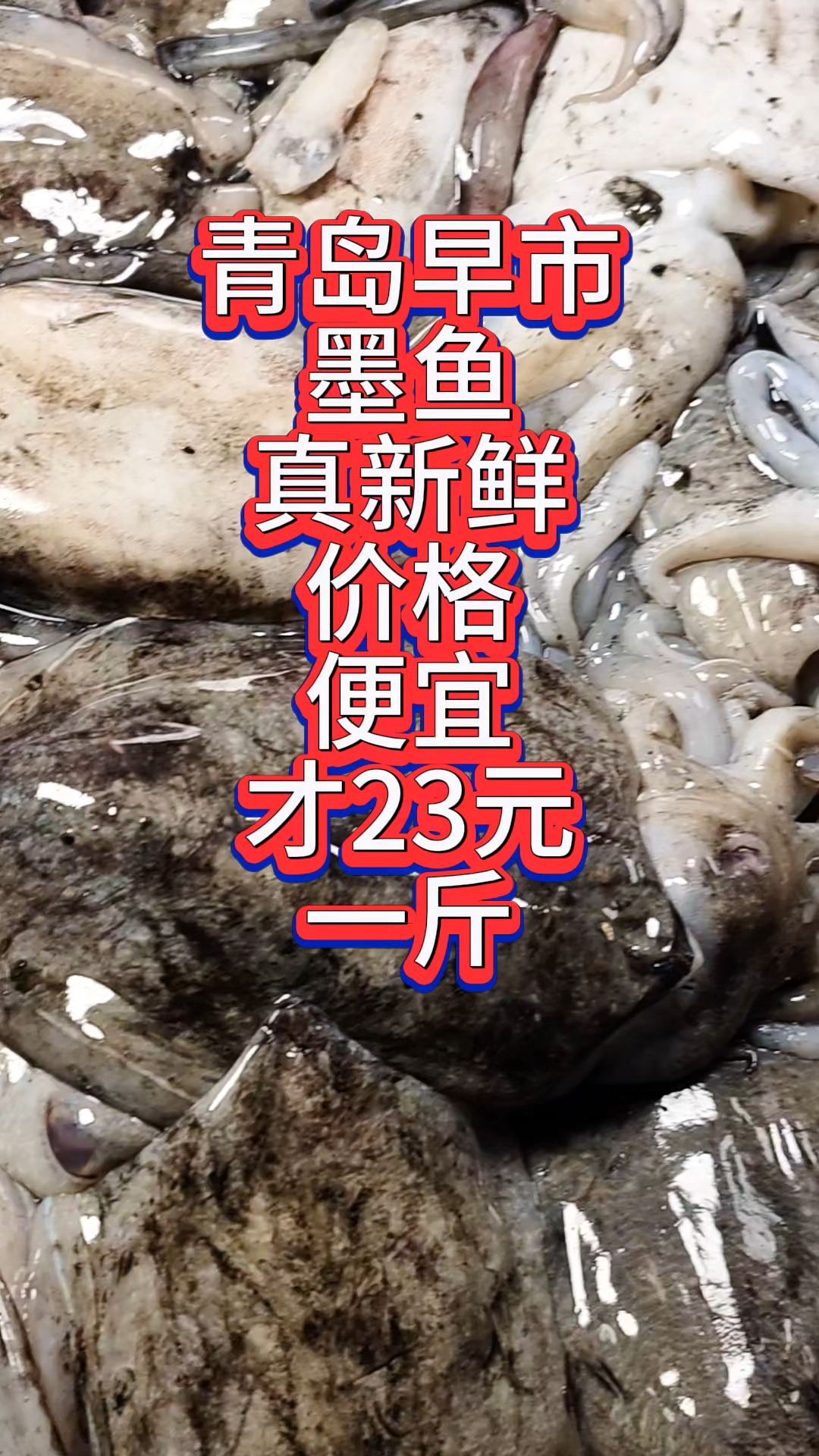 青岛早市,墨鱼真新鲜,价格不贵,才23元一斤