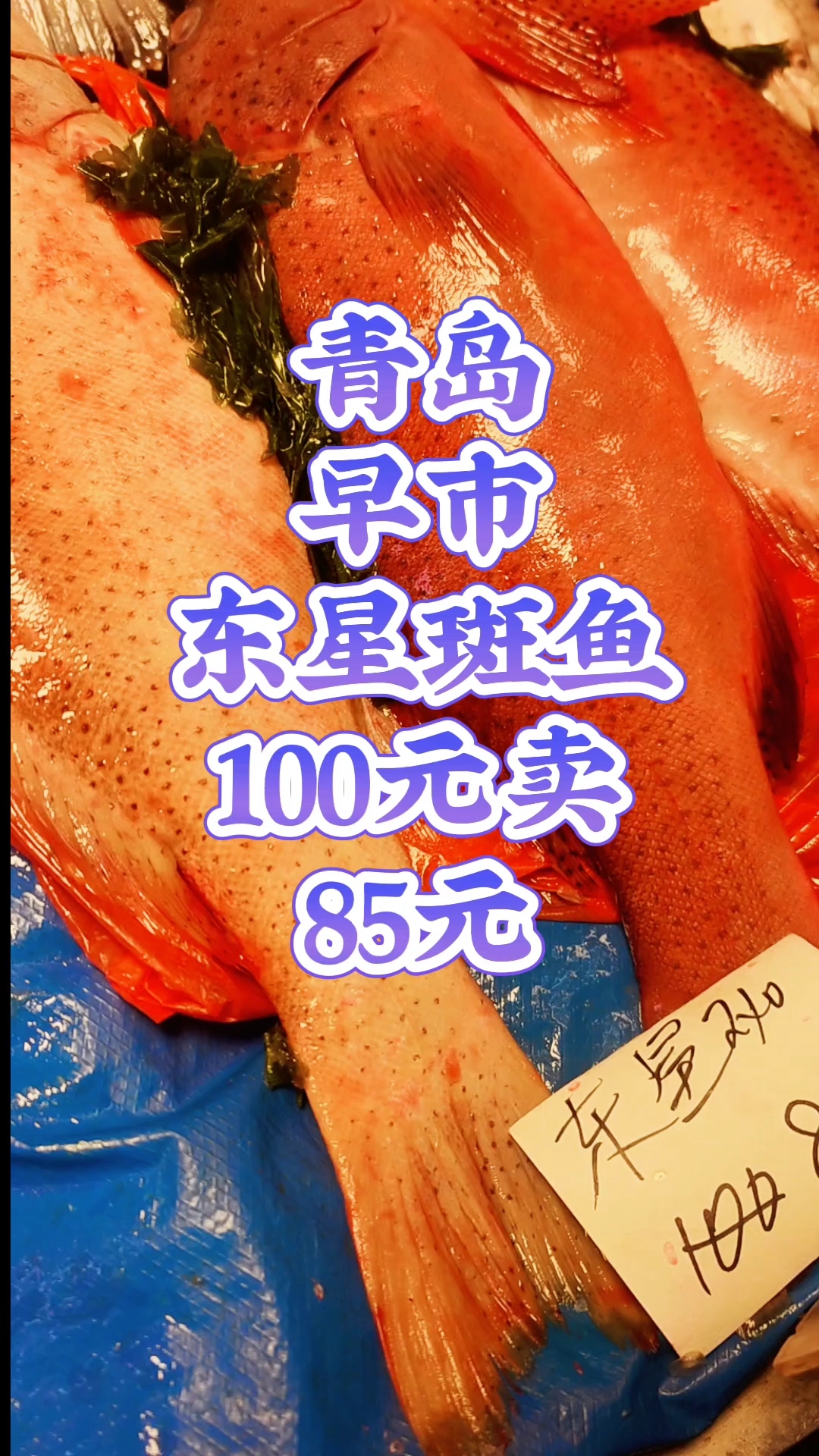 青岛早市,东星斑鱼,100块钱卖85元一斤
