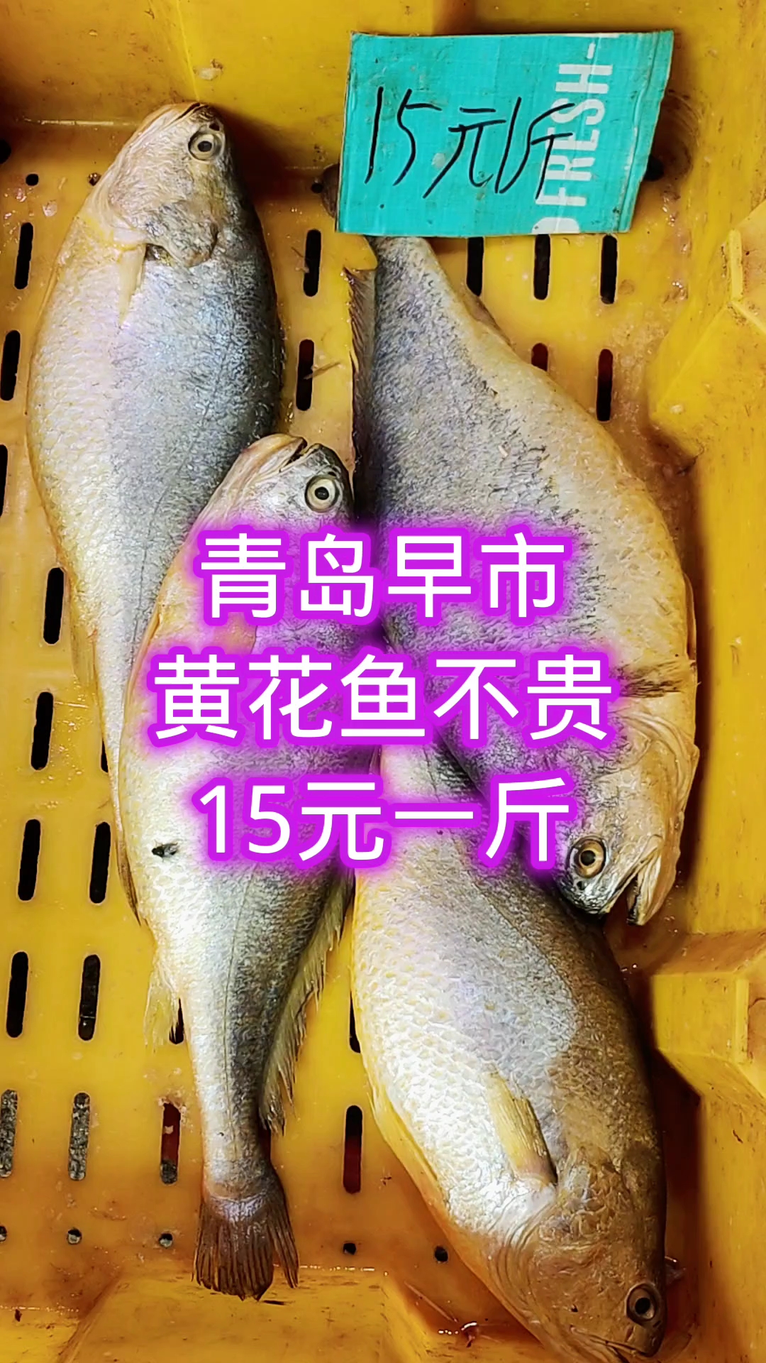 青岛早市，黄花鱼便宜，才15元一斤