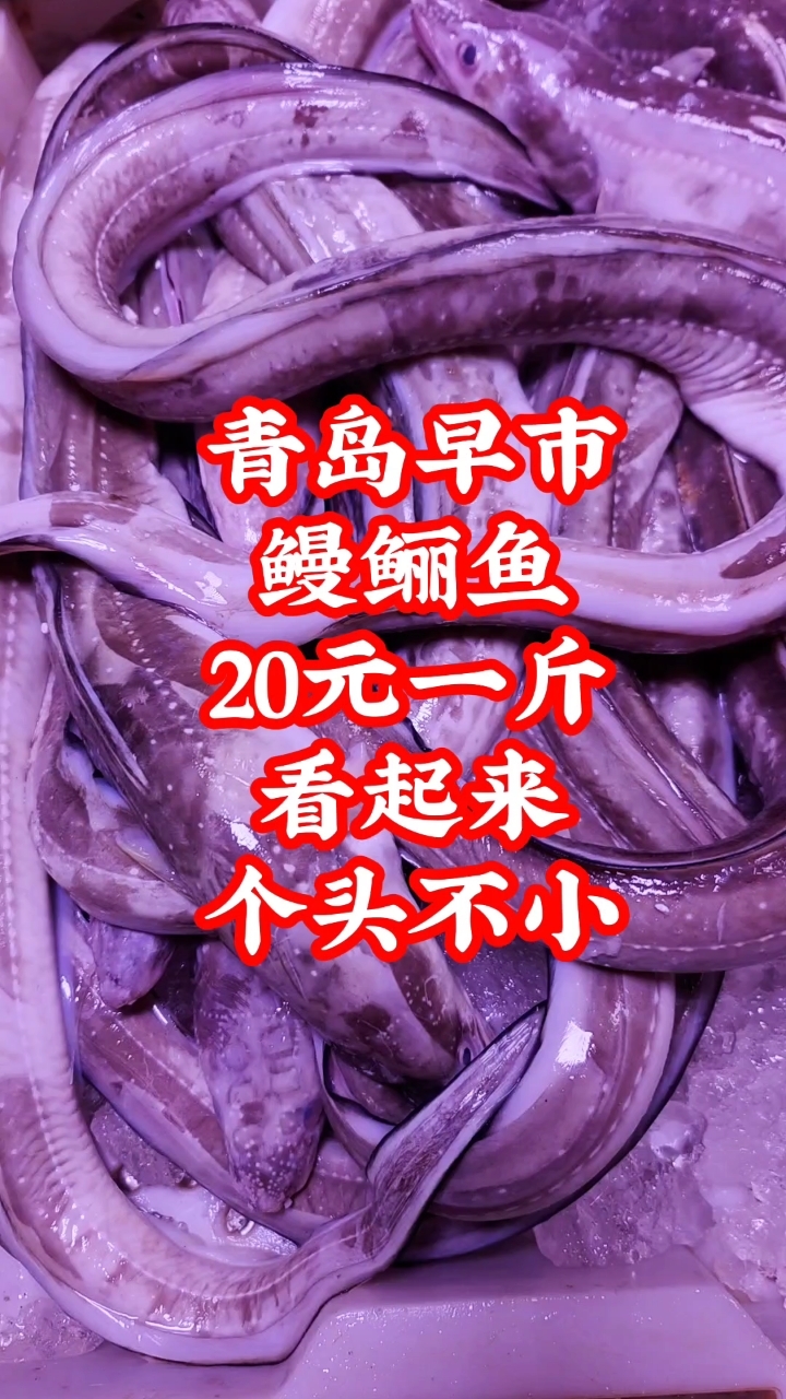 青岛早市,鳗鲡鱼20元一斤,个头还不行