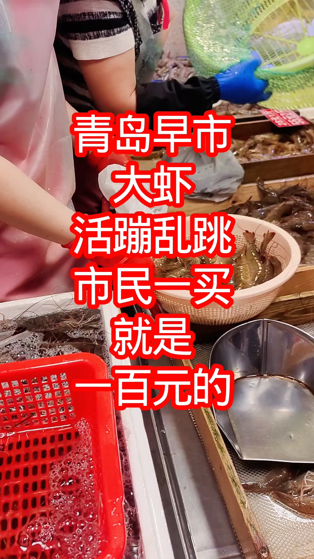 青岛早市,大虾活蹦乱跳,市民一买就是100元的