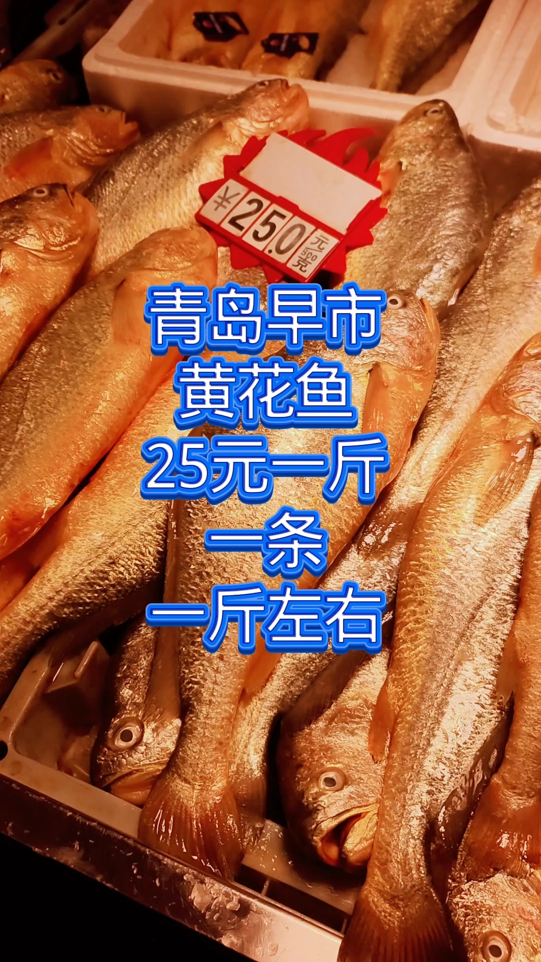 青岛早市,新鲜的黄花鱼25元一斤,一条一斤左右